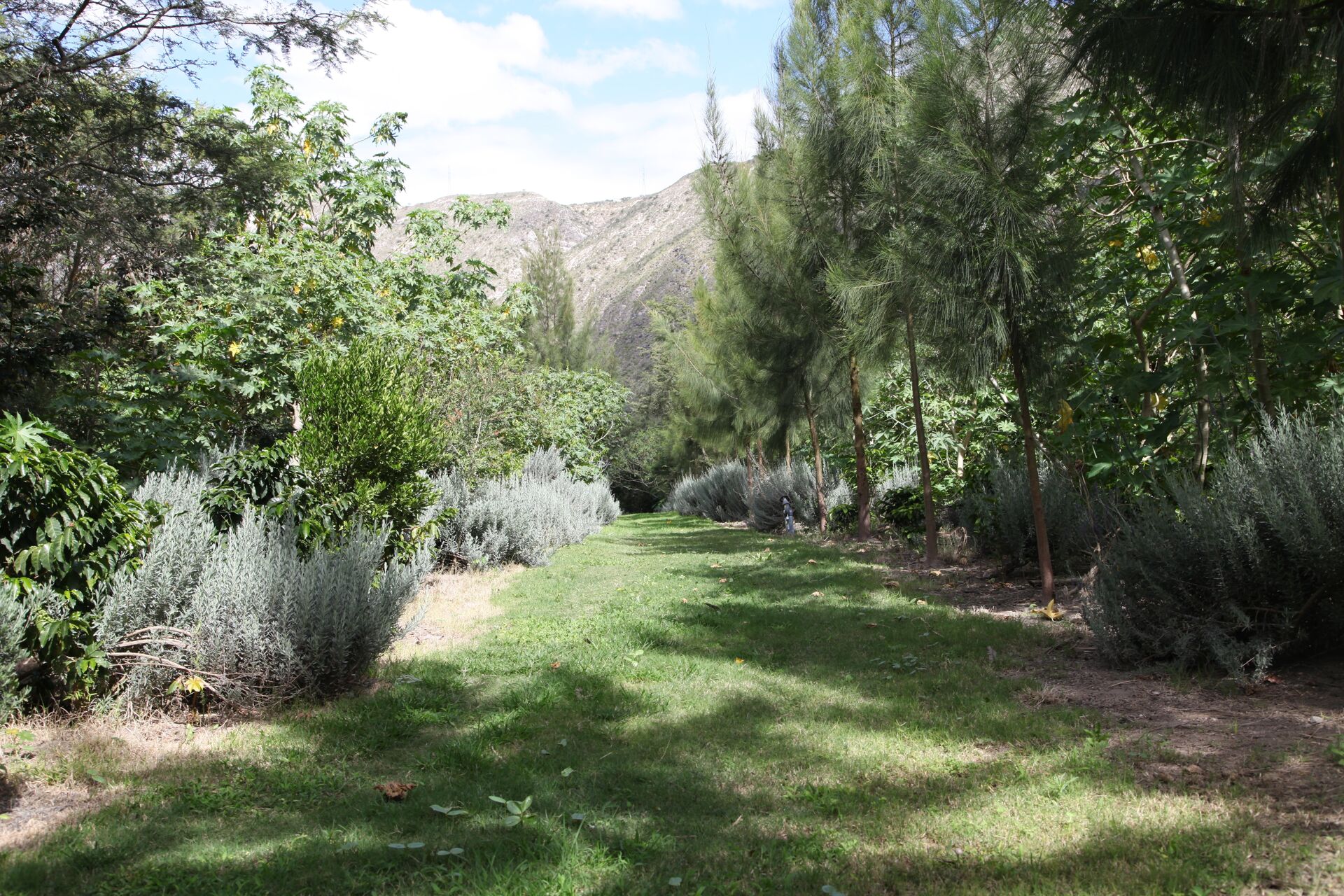 Las Terrazas del Pisque