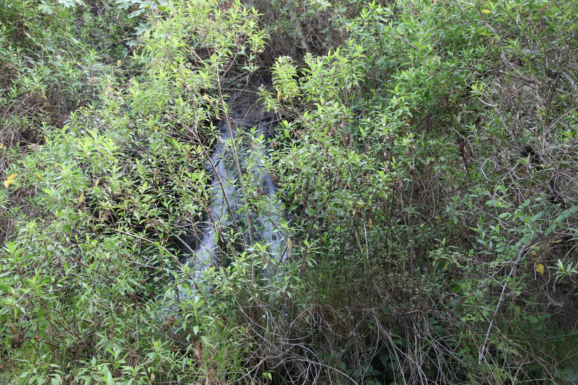 Las Terrazas del Pisque