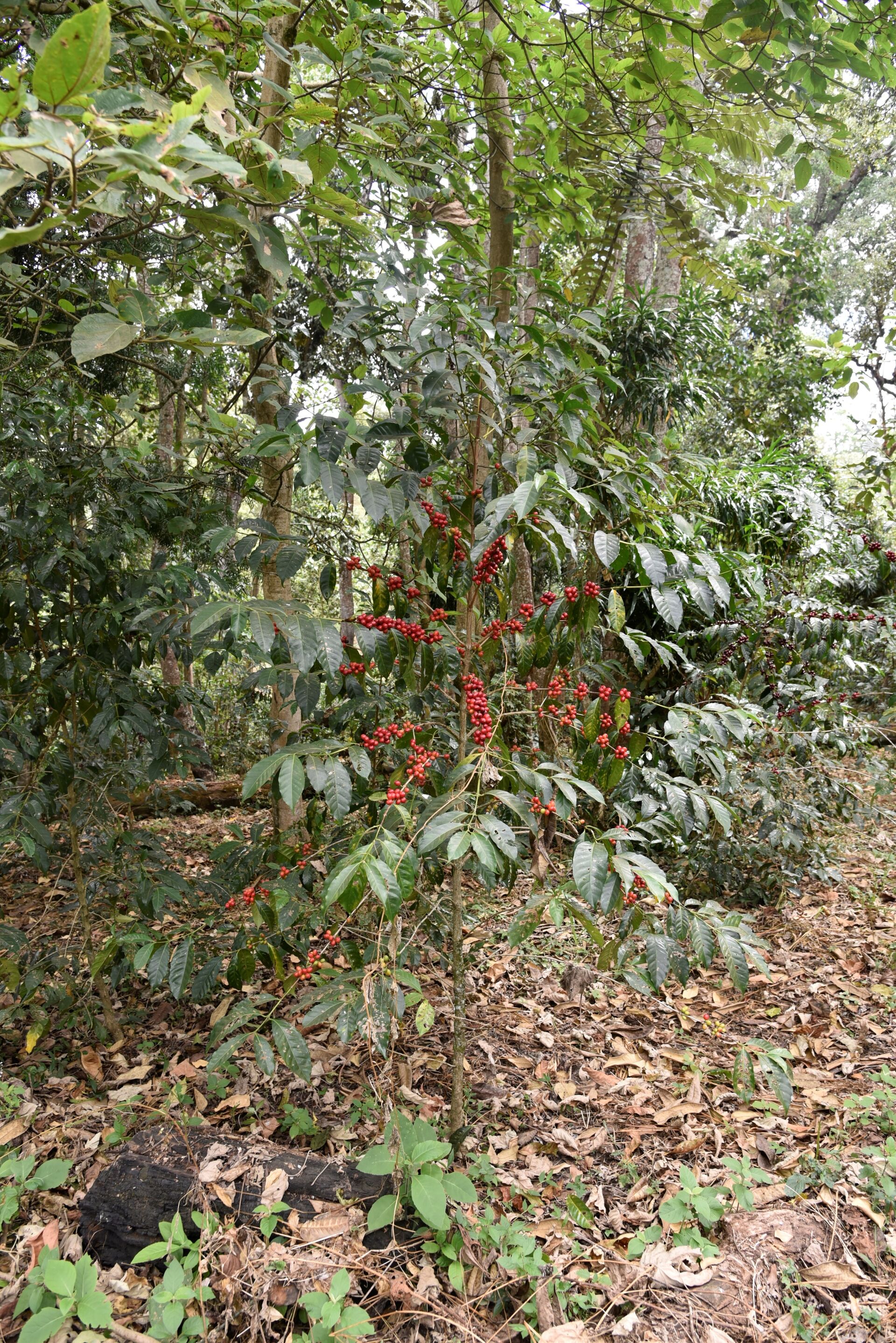 Nyala