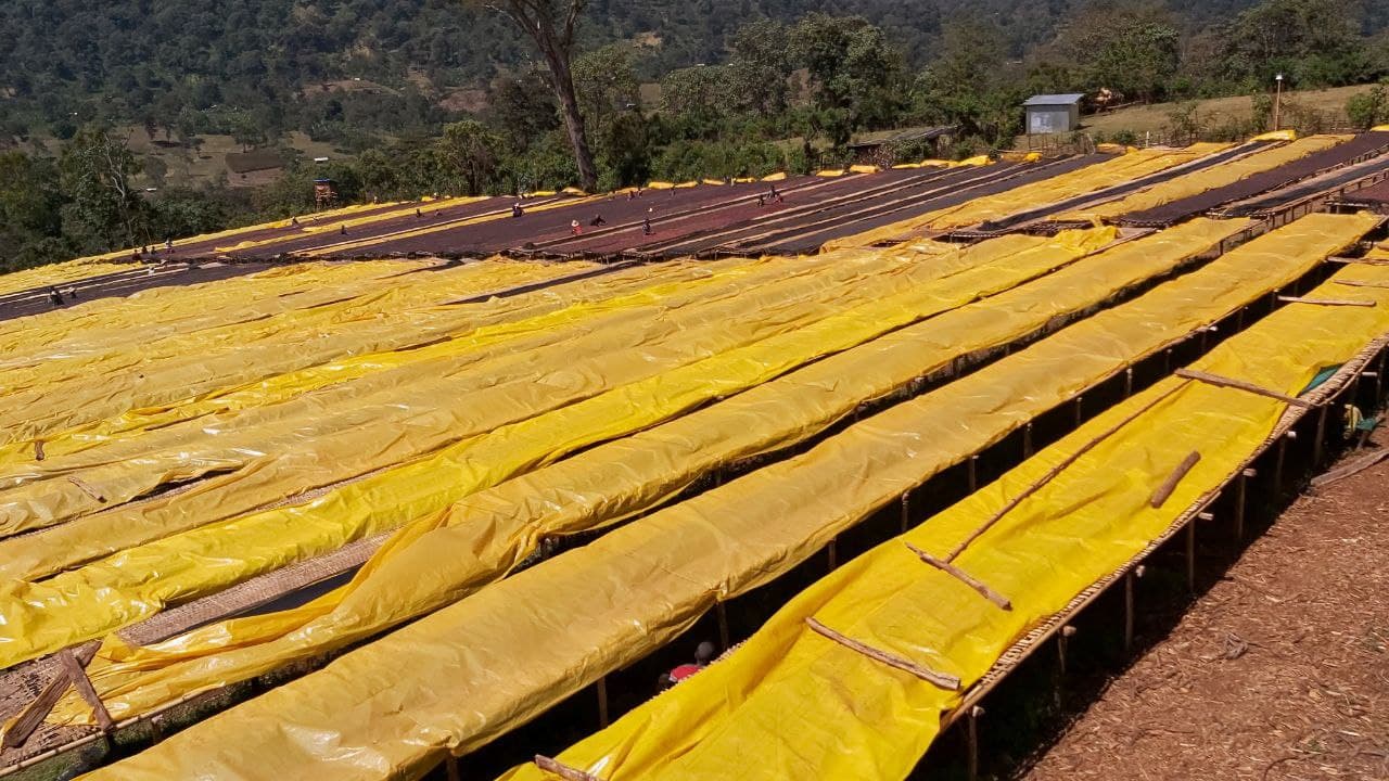 west-arsi-nensebo-ribriba_51744347164_o.jpg