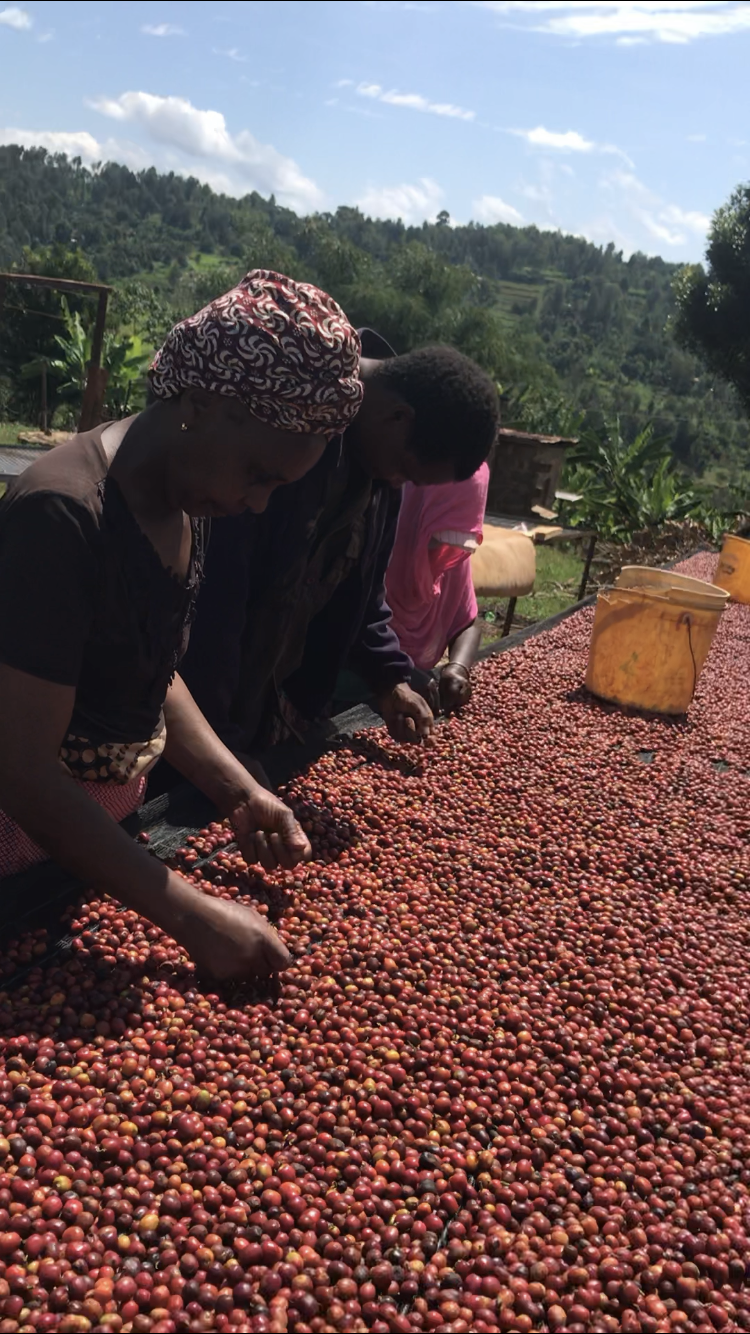 margaret-kirehu---olo-mayana_51358249487_o.png
