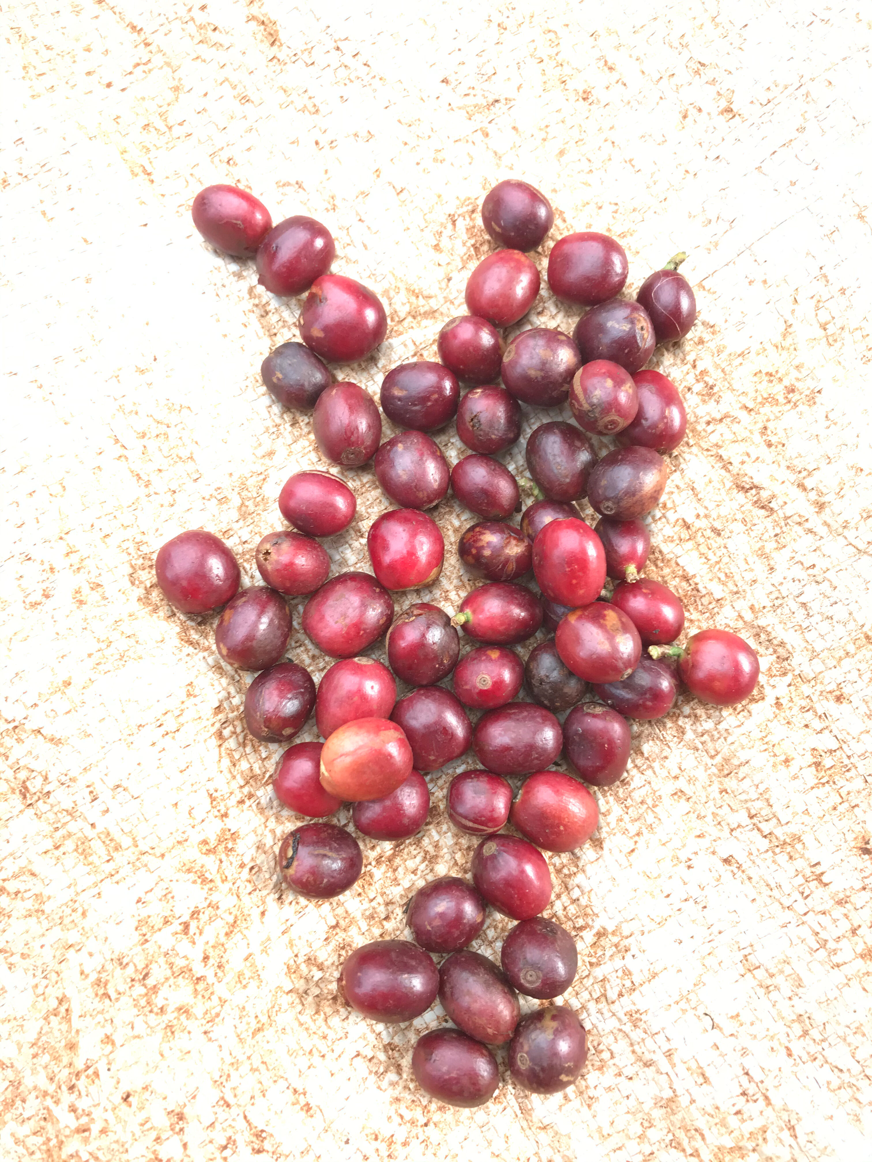 margaret-kirehu---olo-mayana_51358258632_o.jpg