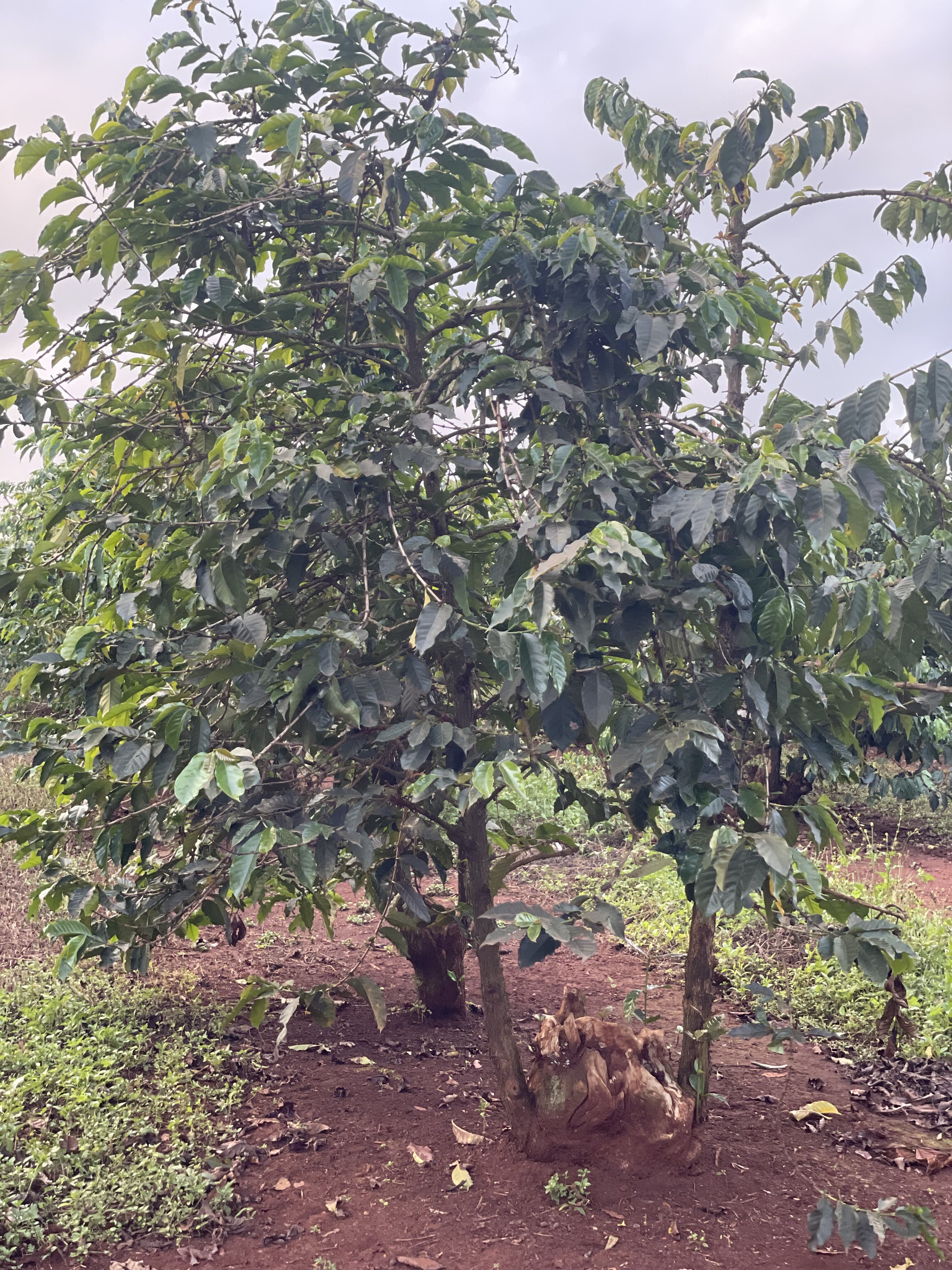 Oreti_DEC 23 (4).JPG