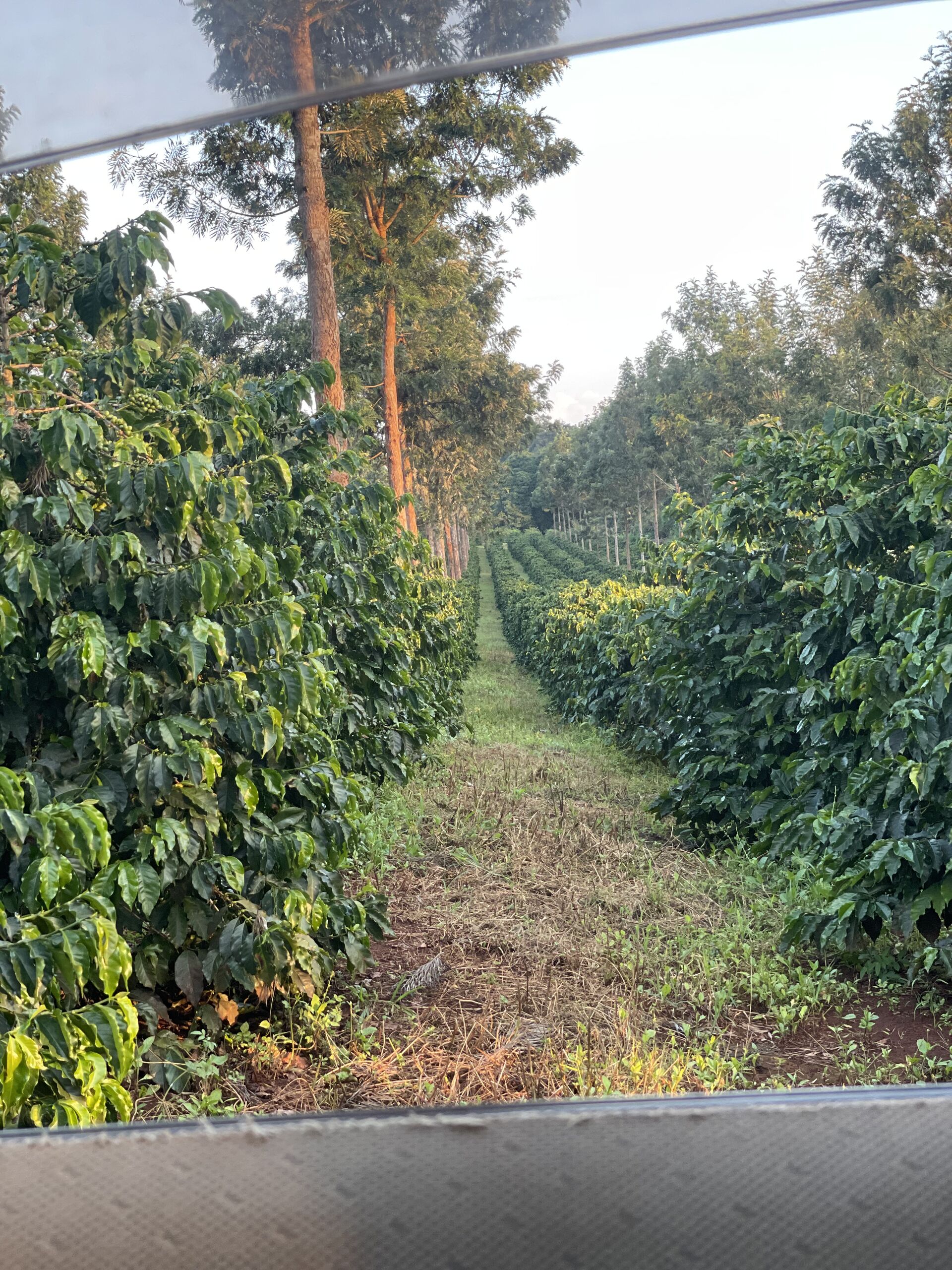 Oreti Estate