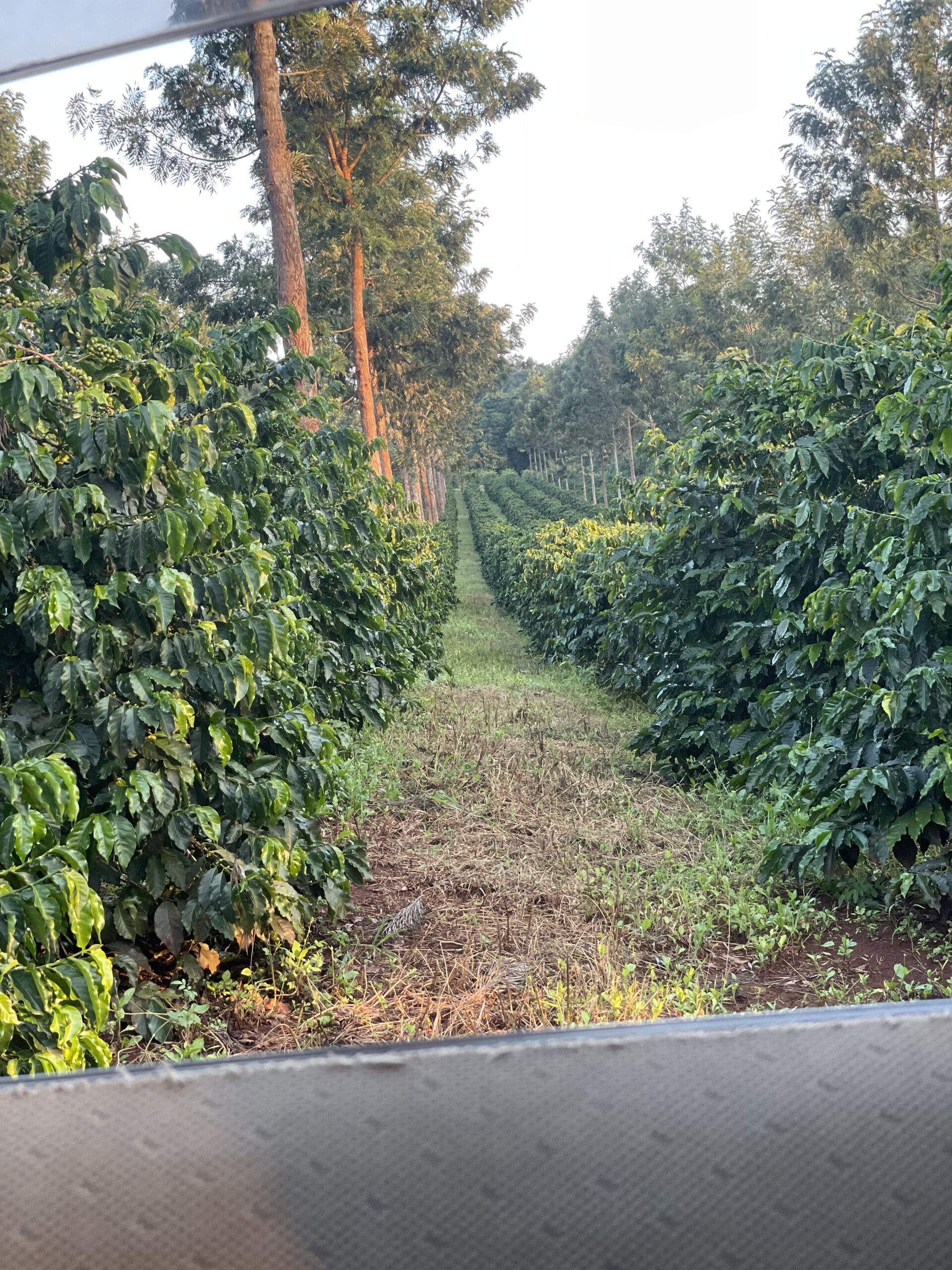 Oreti Estate