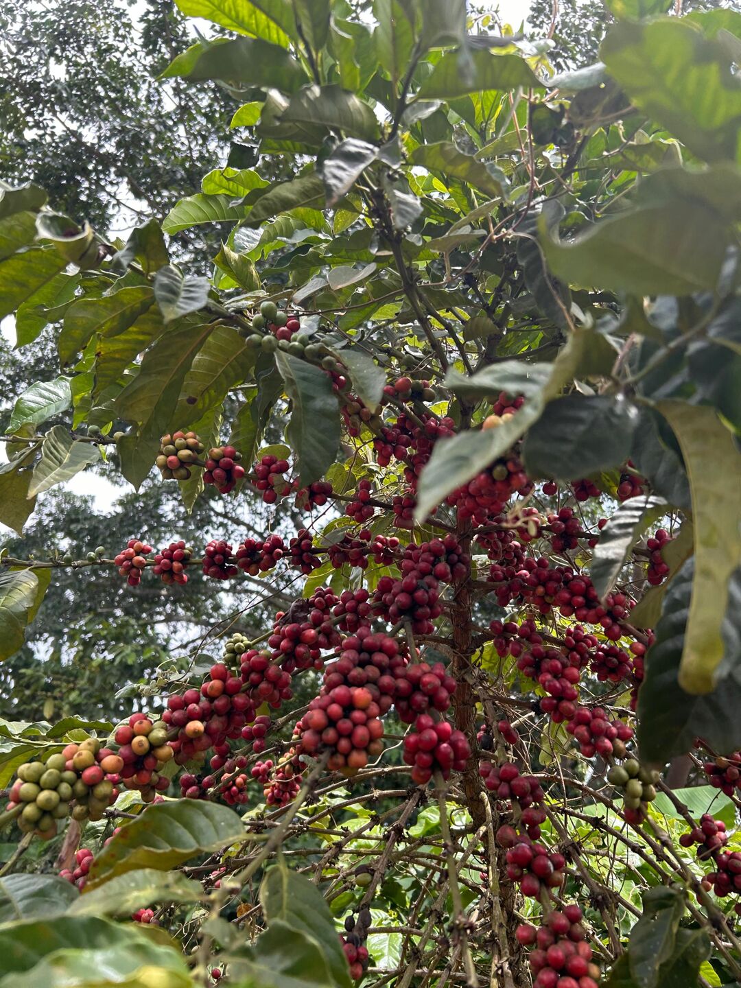 RObusta.jpg