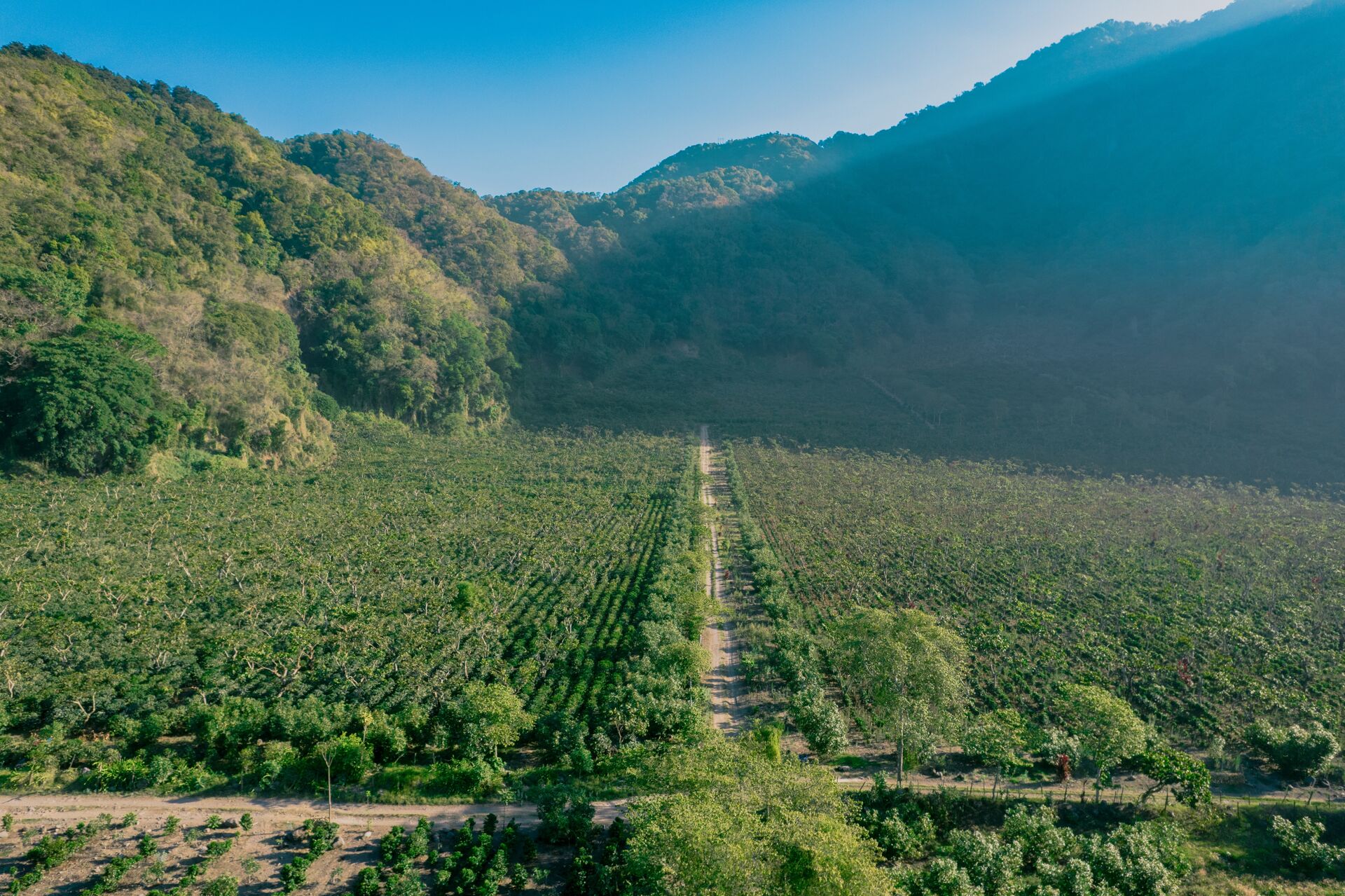 Pampojila