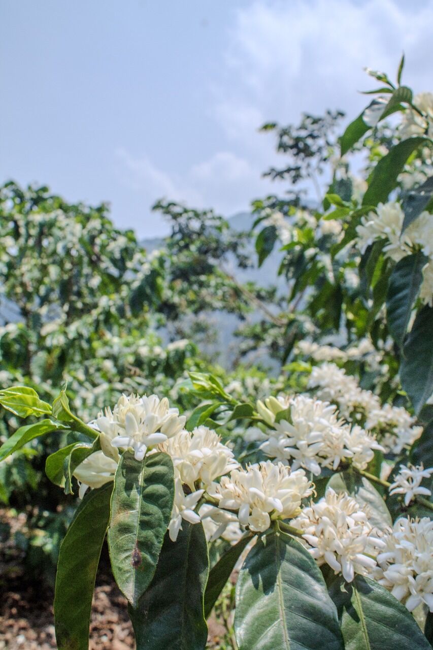 Pampojila