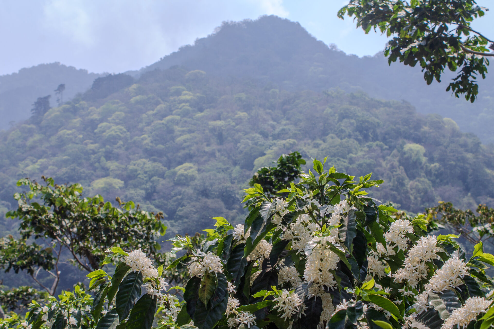 Pampojila