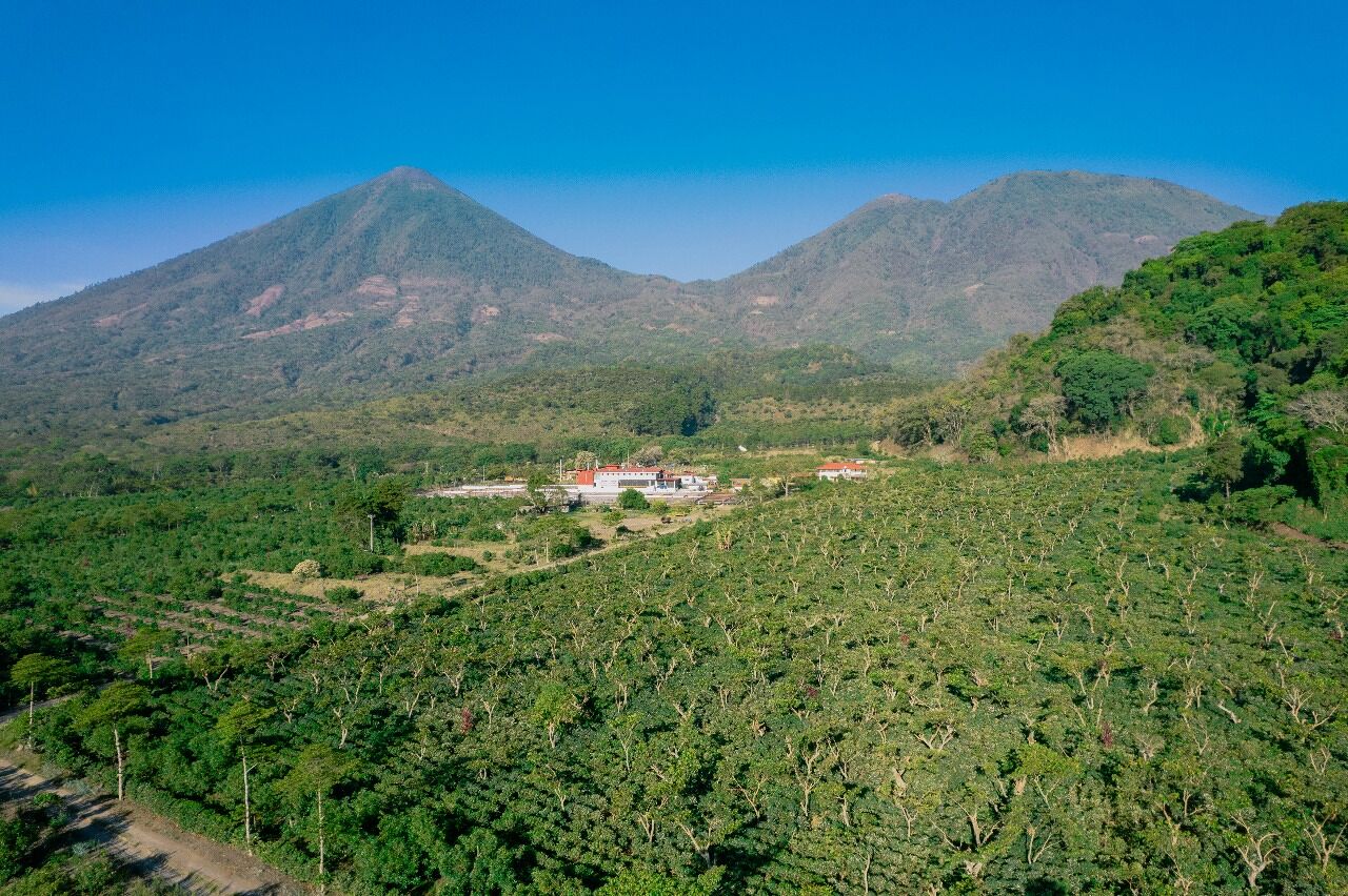Pampojila