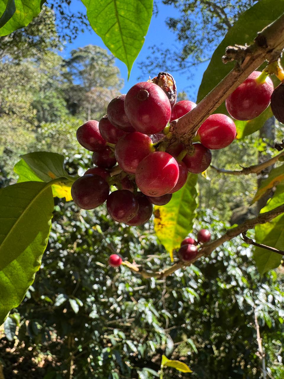 Coffe Cherry.jpeg