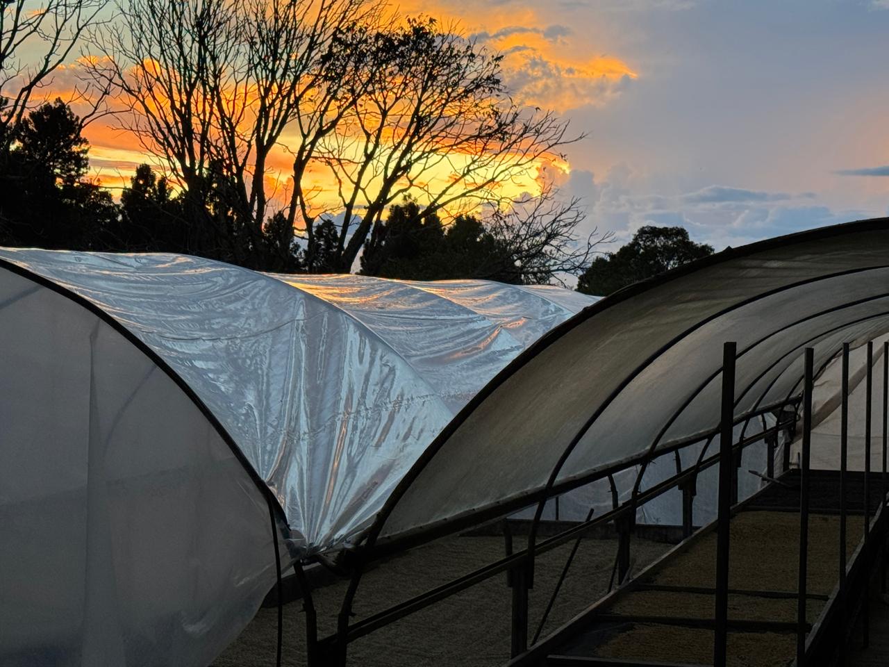 Drying Beds.jpeg
