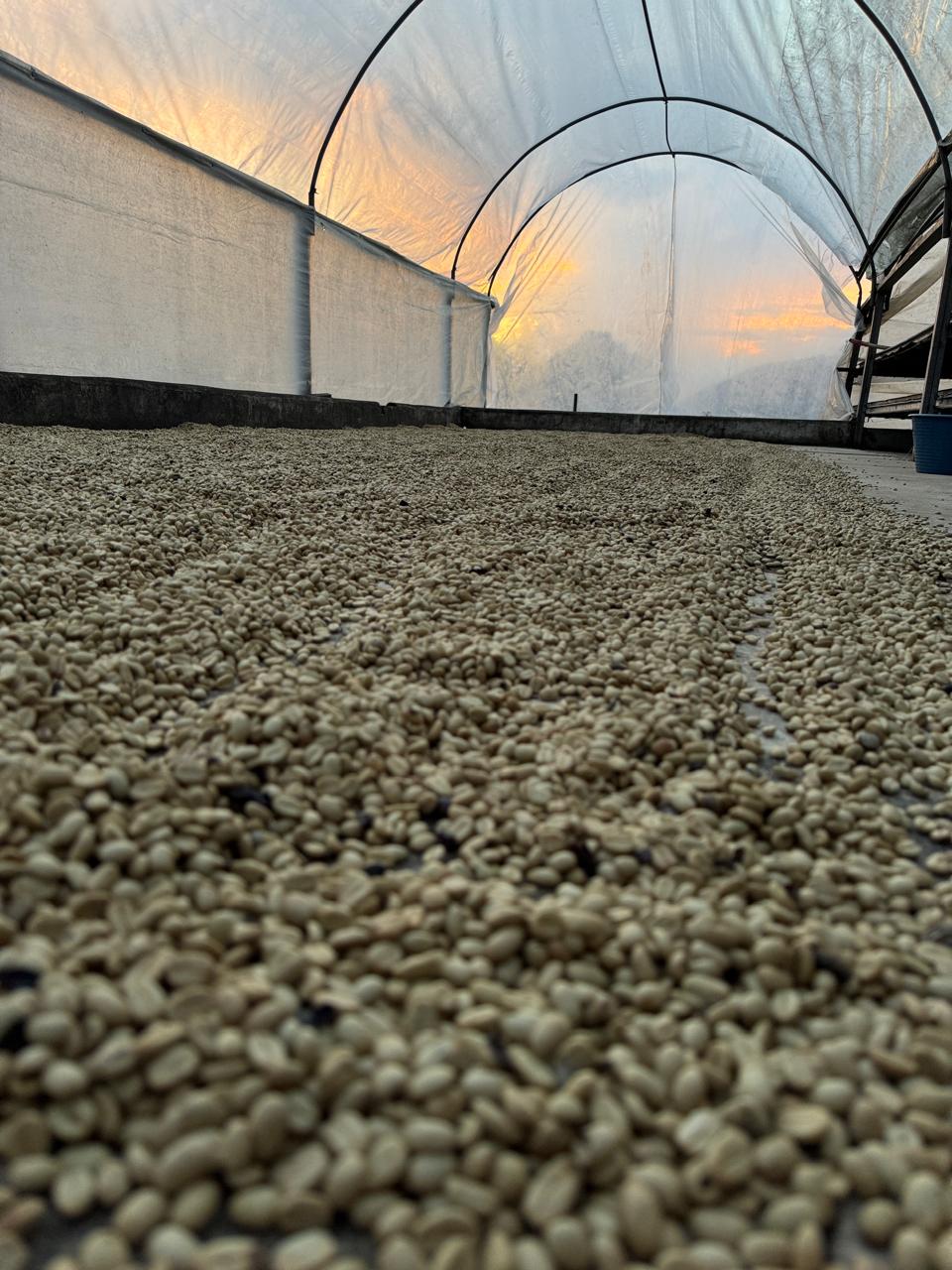 Drying coffee.jpeg