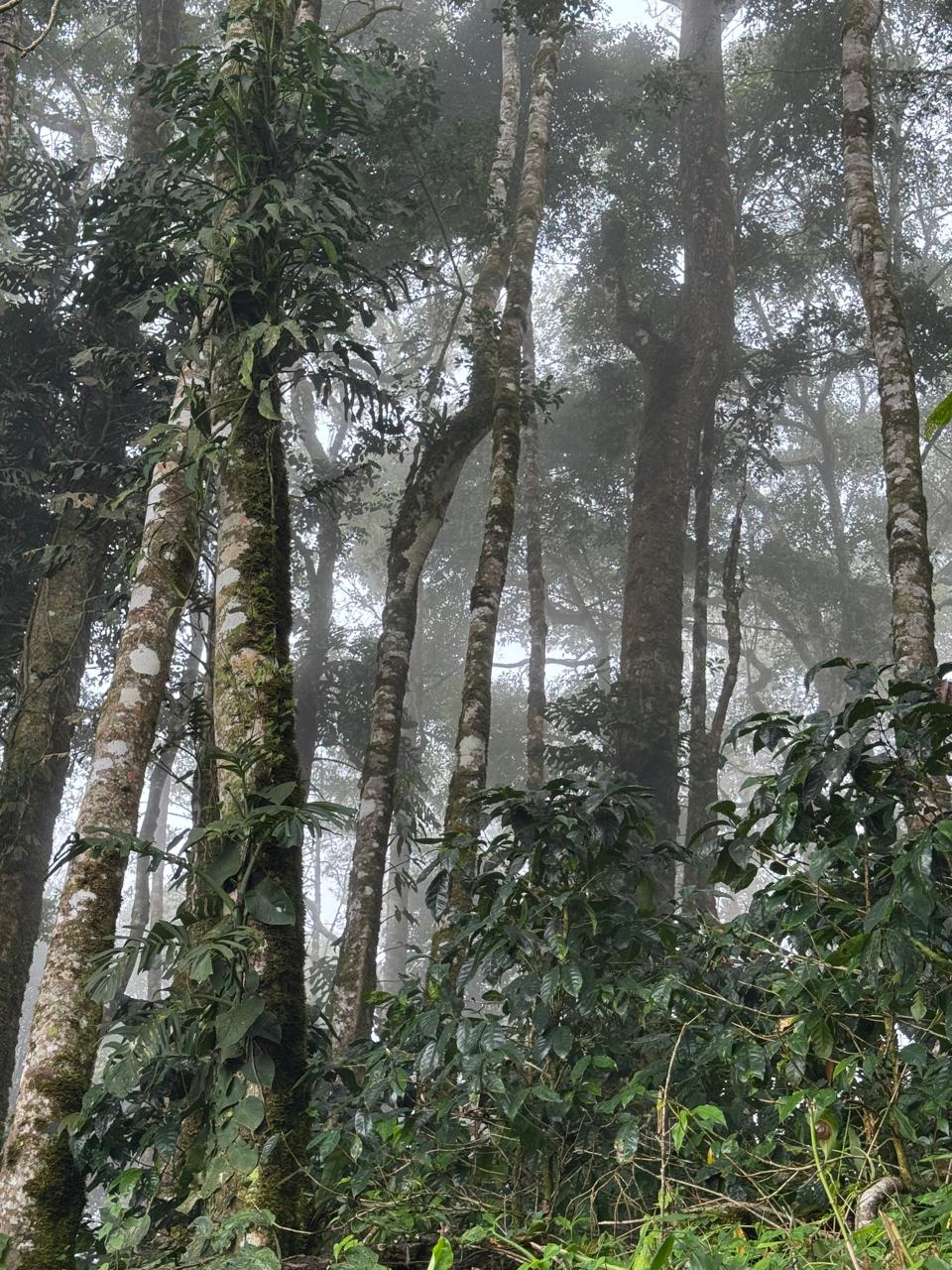 Forest Coffee.jpeg