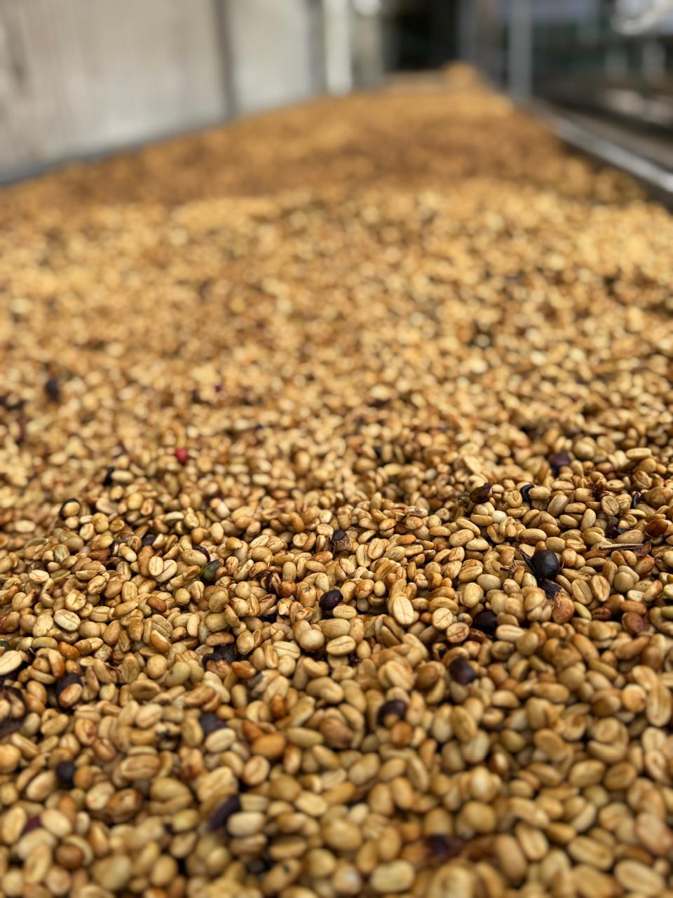 Honey Process.jpeg