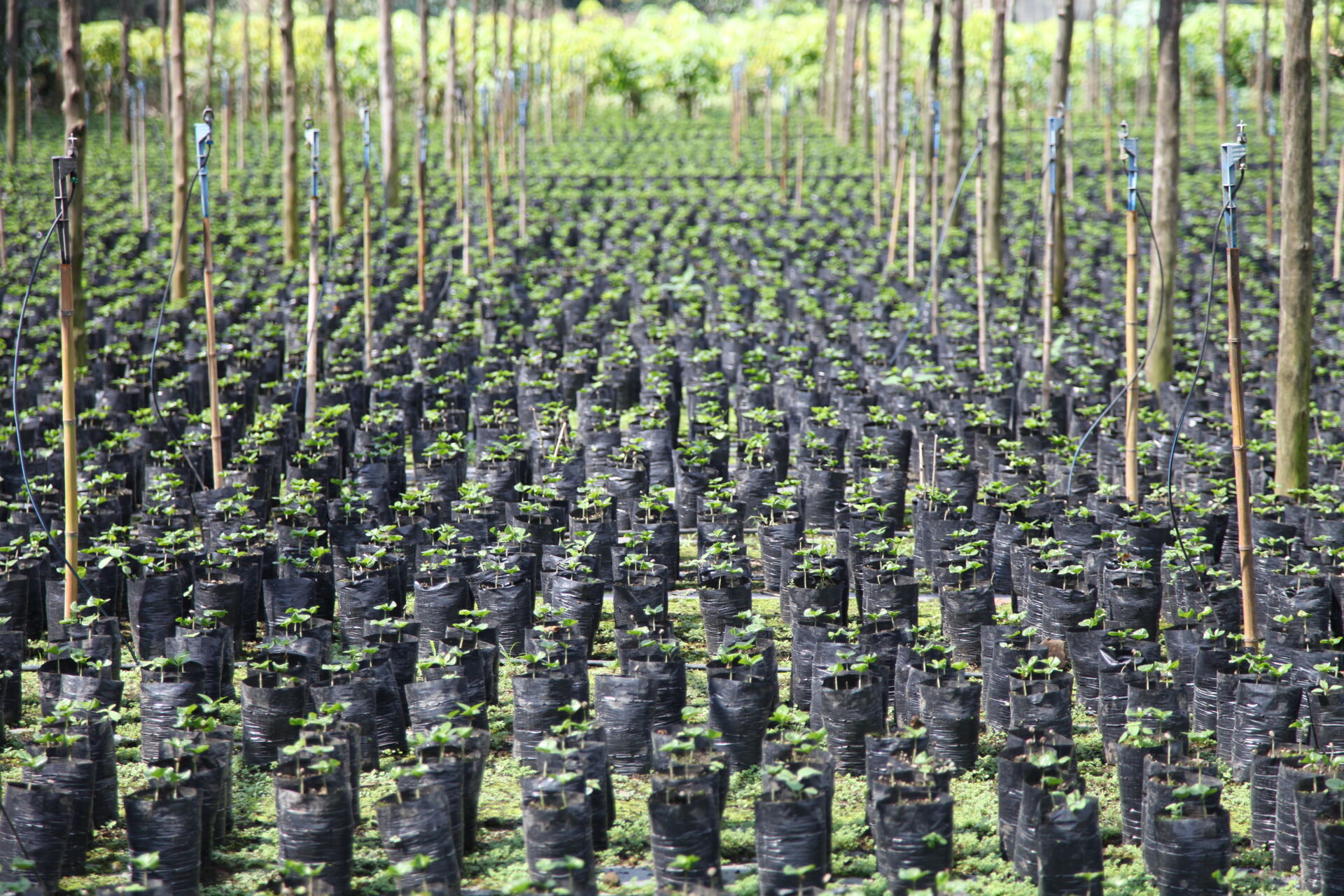 guate-finca-panama_51124809572_o.jpg