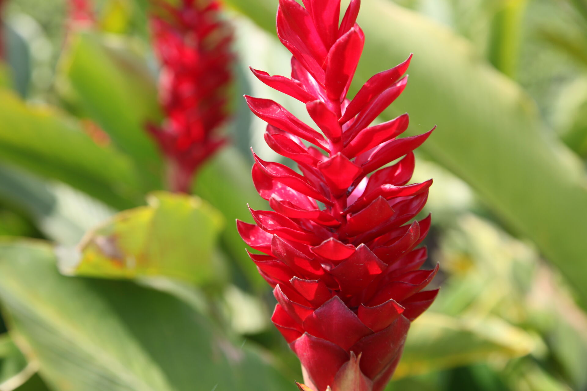 Panama