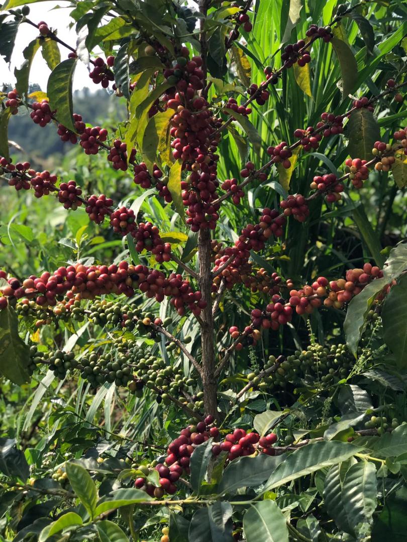 Ruronzi Farm