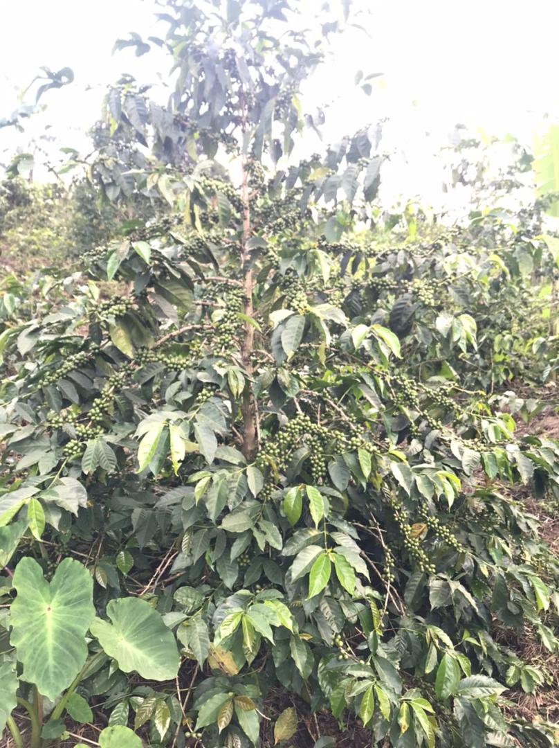 Ruronzi Farm