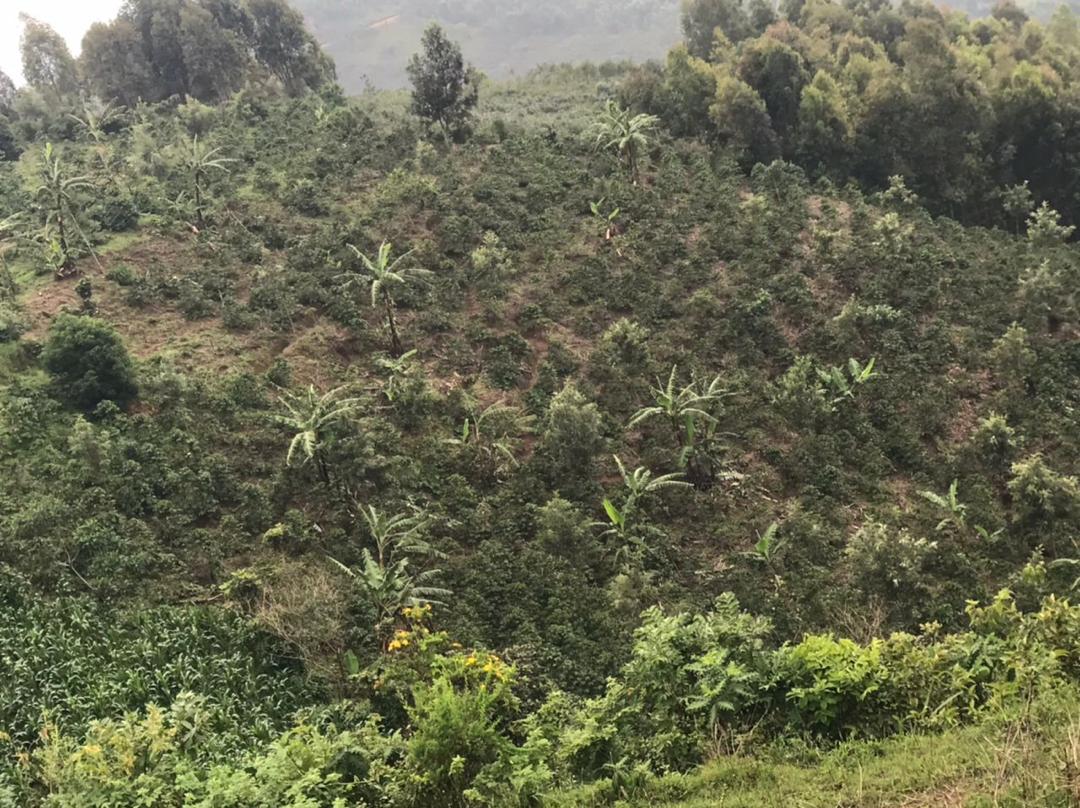 Ruronzi Farm