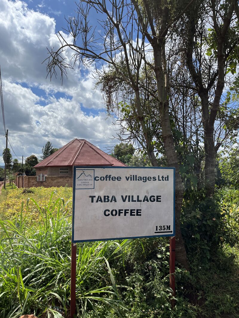 Taba organic