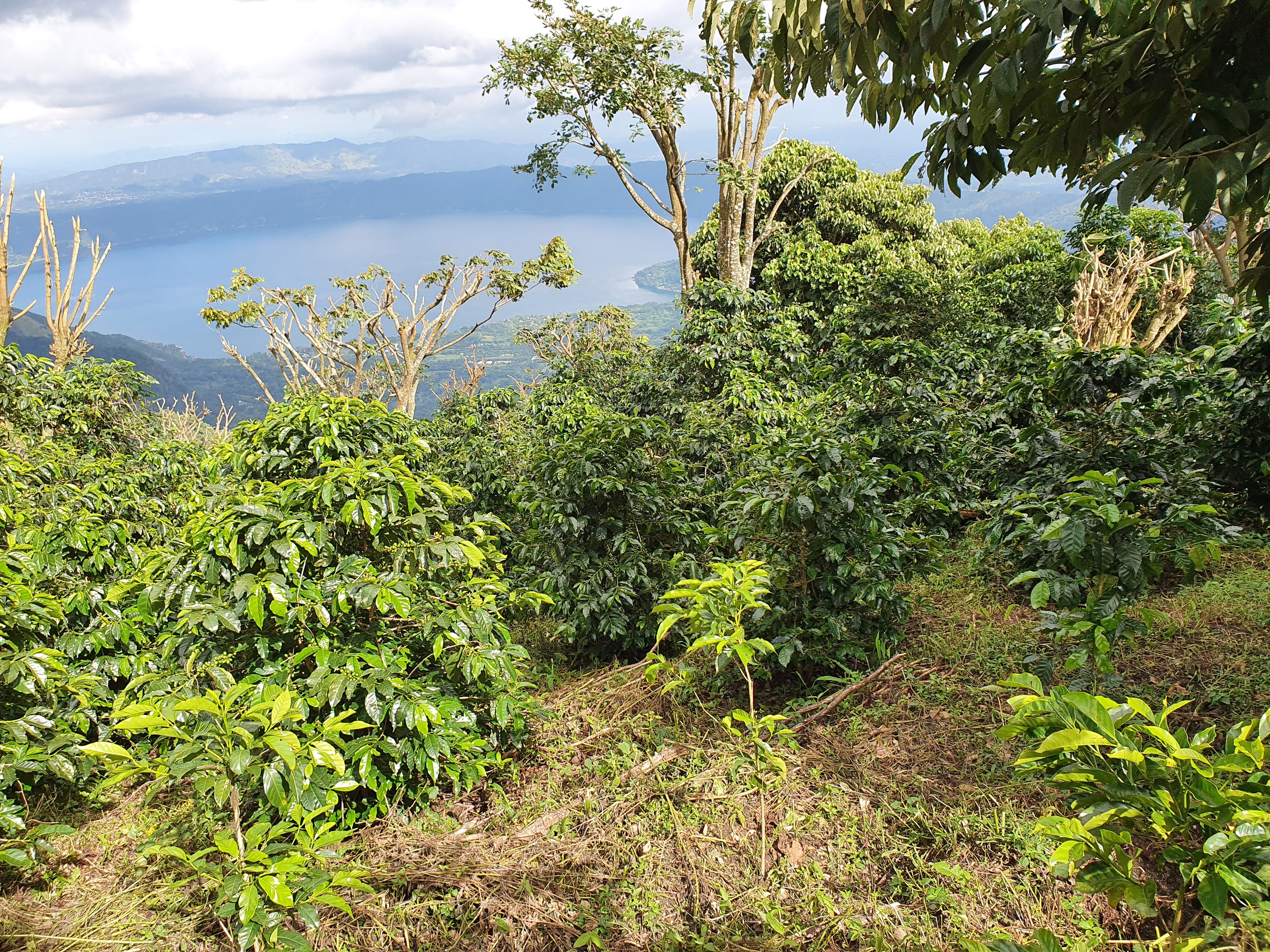 el-mirador_52483779519_o.jpg