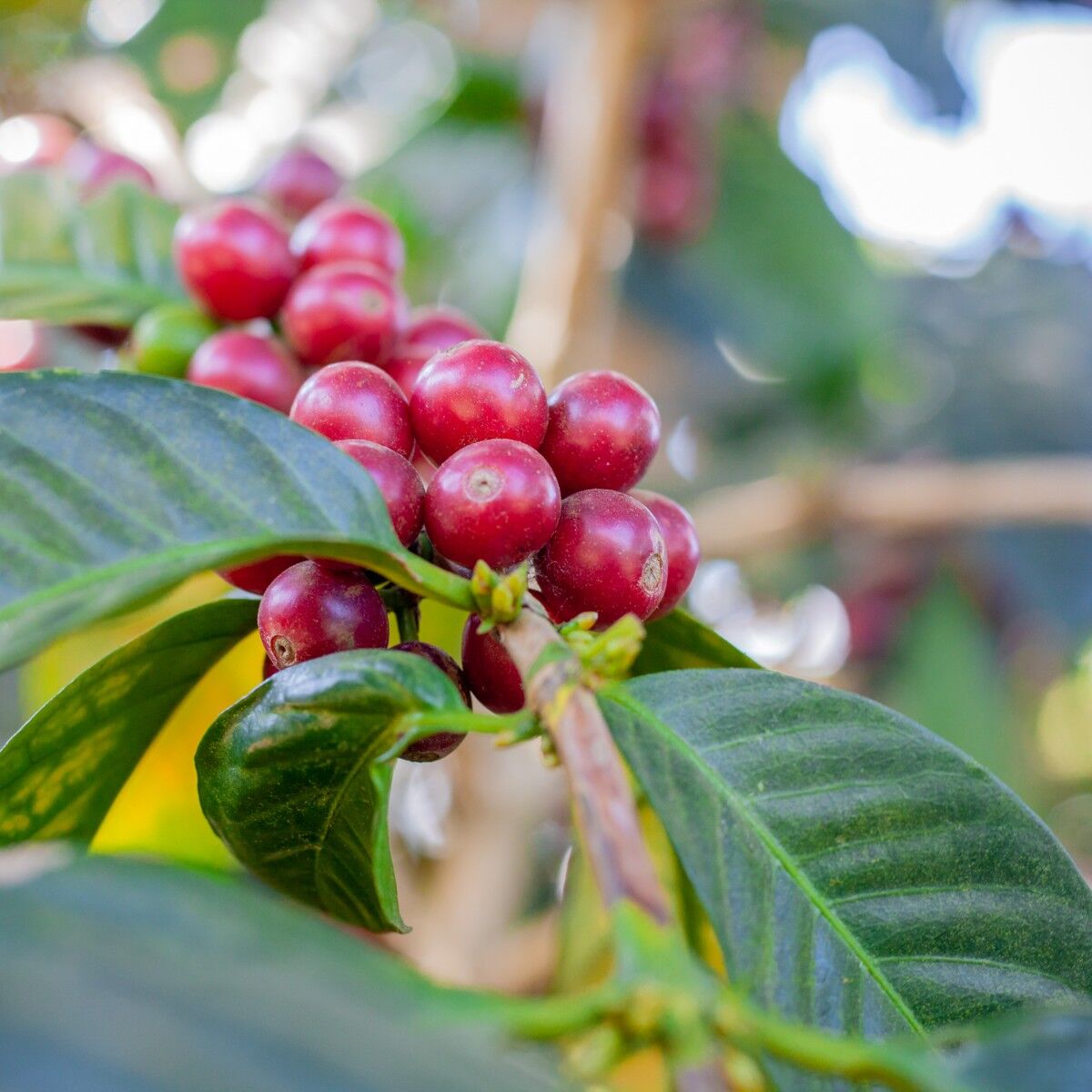 Pacamara cherries 2.jpg
