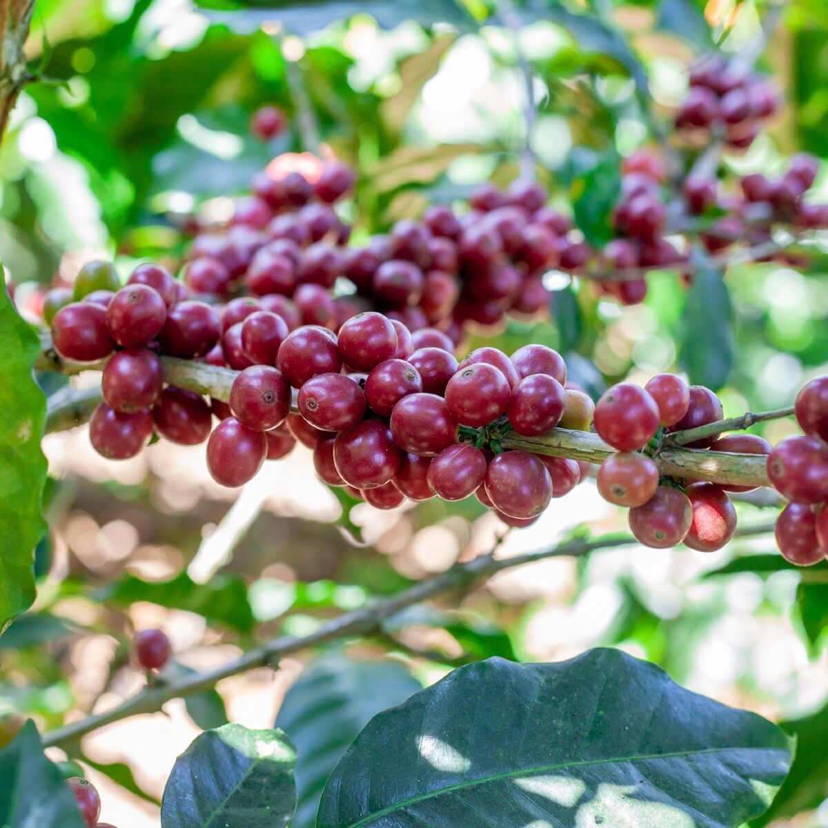 Finca San José