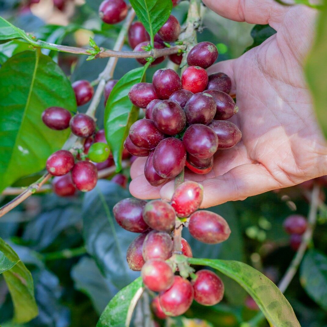 Finca San José