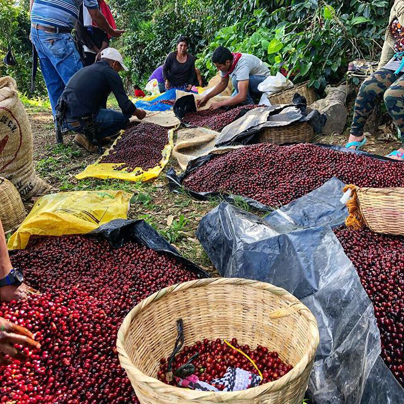 Finca San José