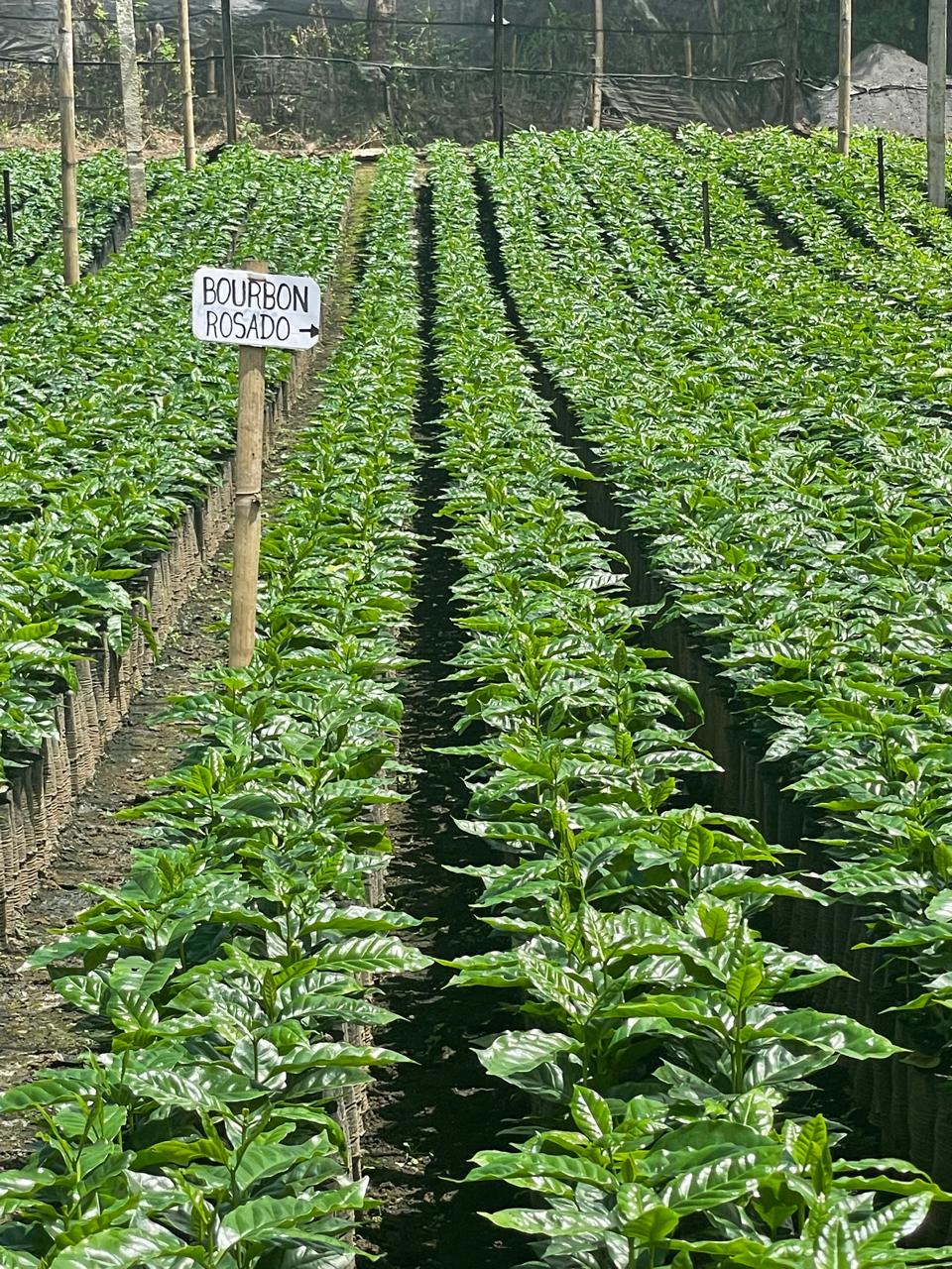 Finca San José