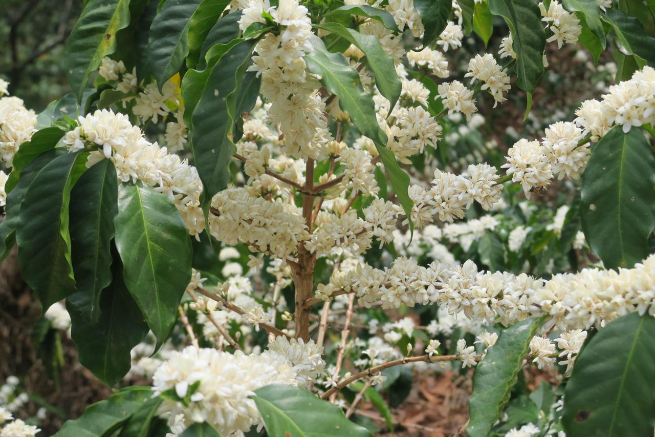 Finca San José