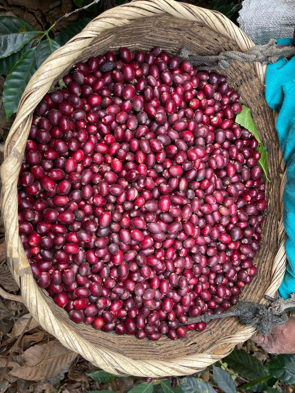 Finca San José