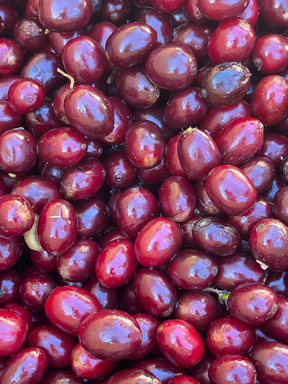 Finca San José