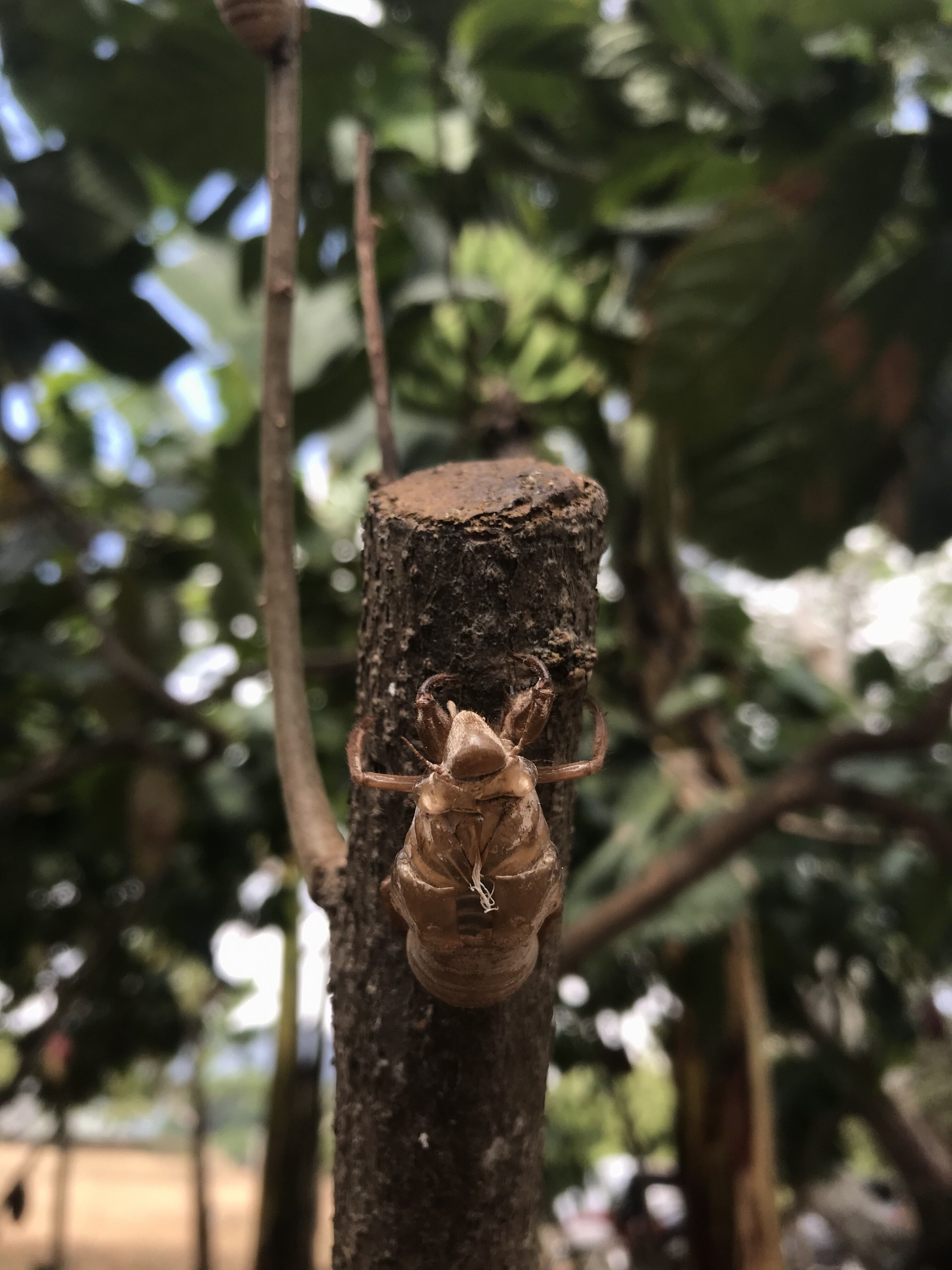 La Catarina (2).HEIC