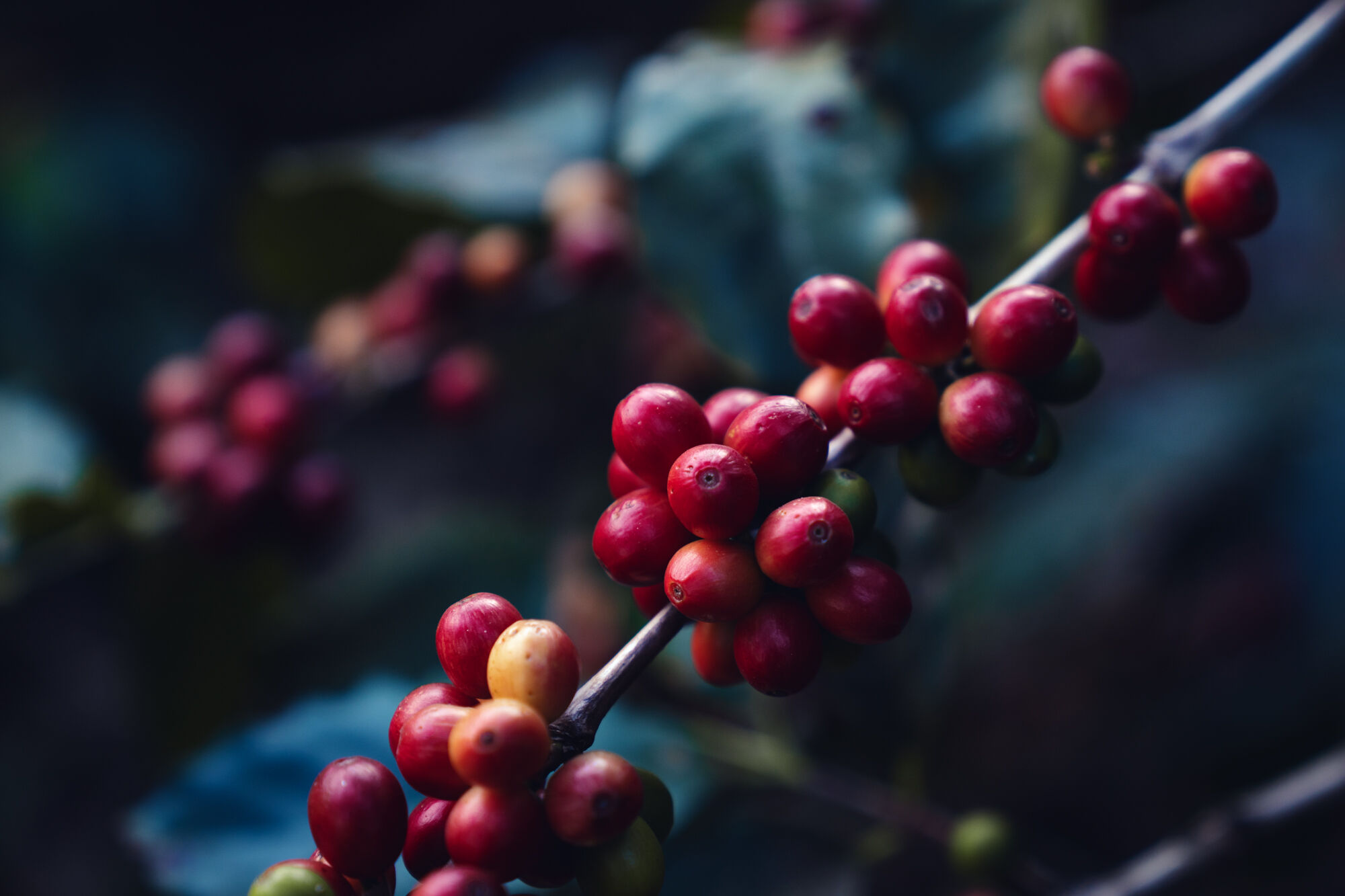 cafe-pacas_52645916626_o.jpg