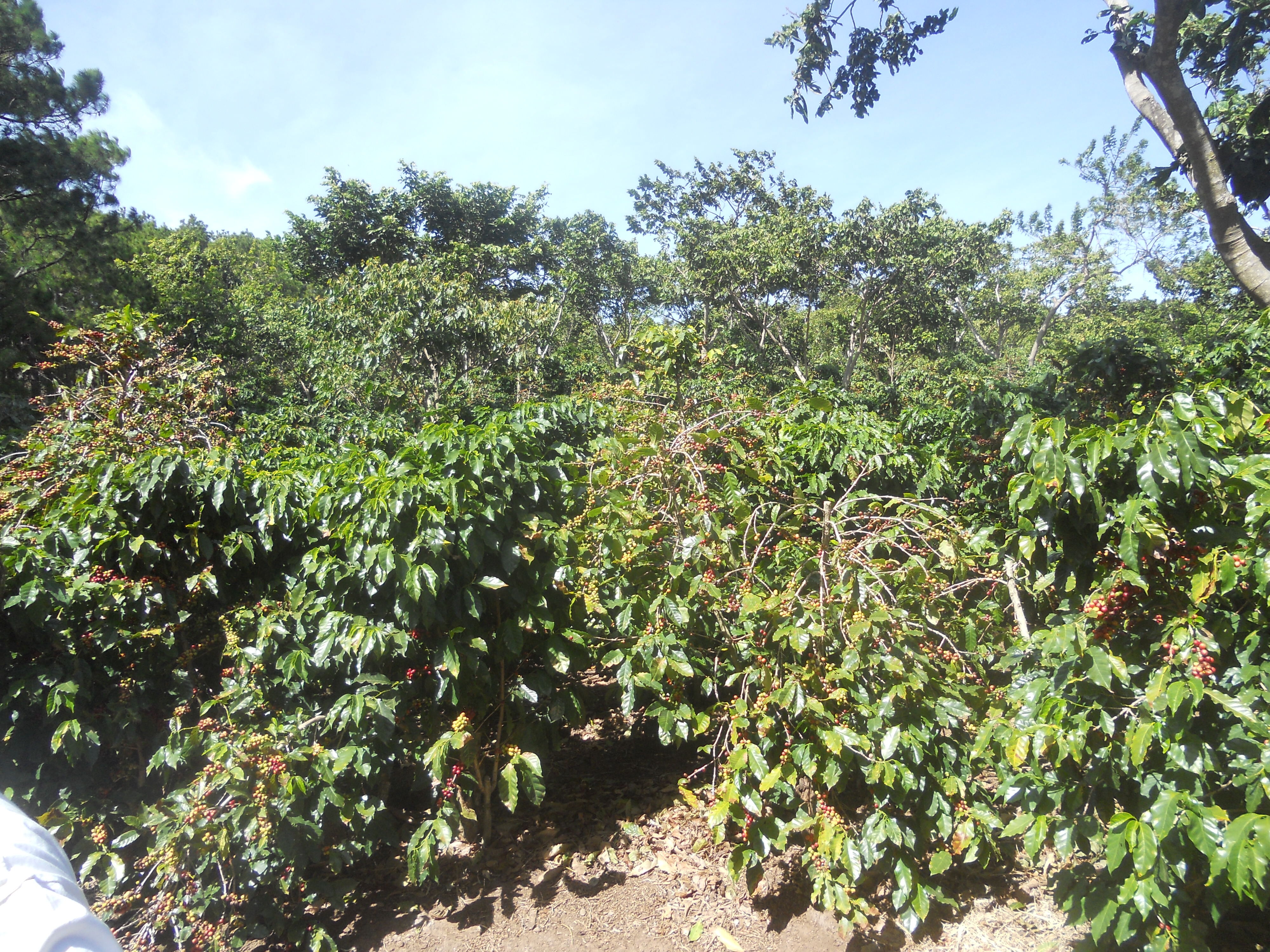 el-salvador-san-isidro_51125006197_o.jpg