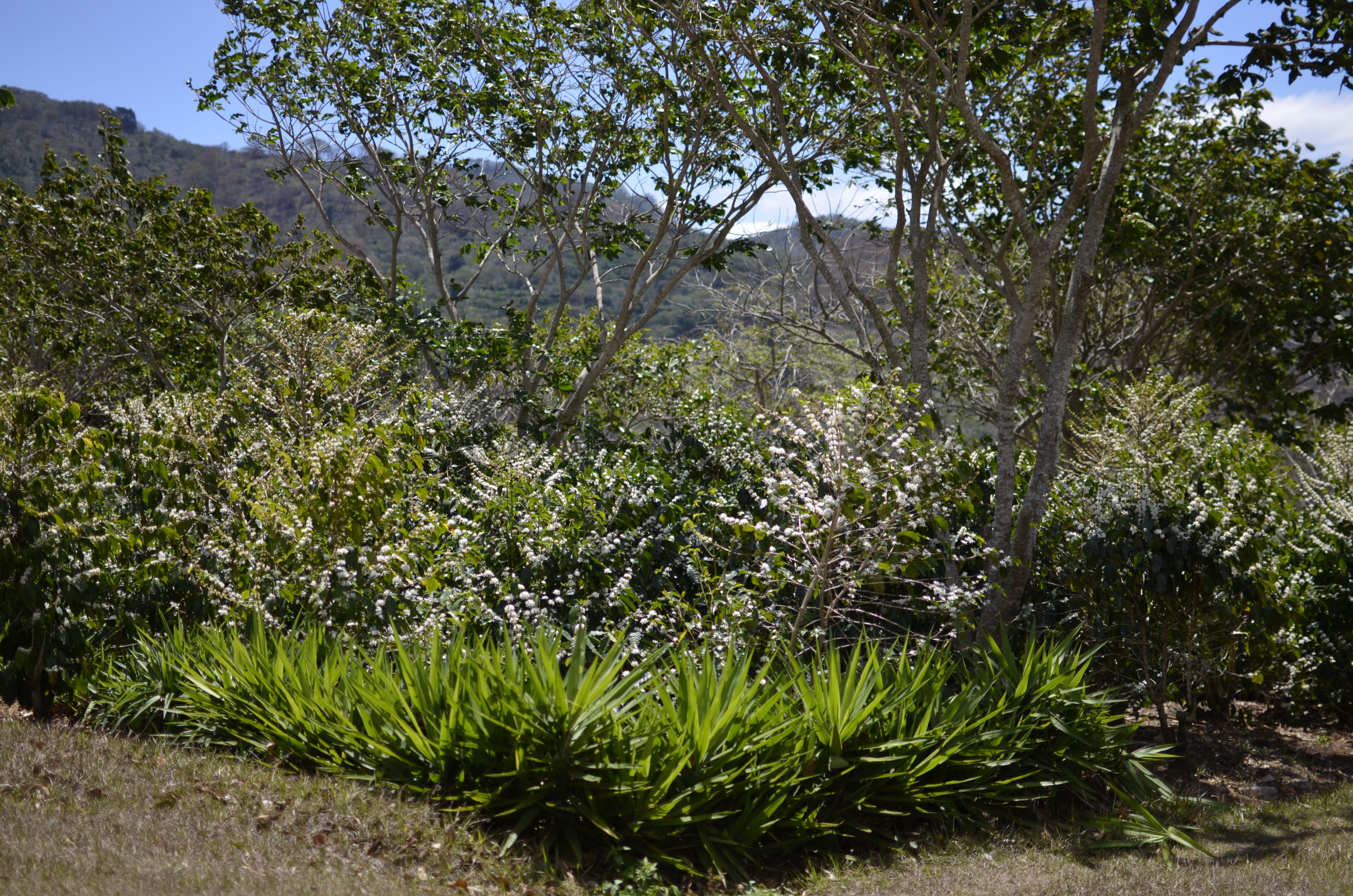 el-salvador-san-isidro_51125010472_o.jpg