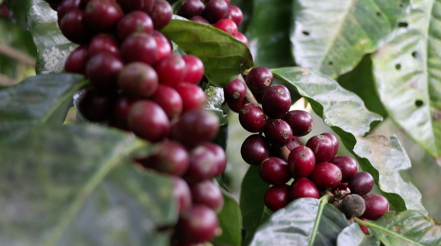 finca-santa-f_50873043343_o.png