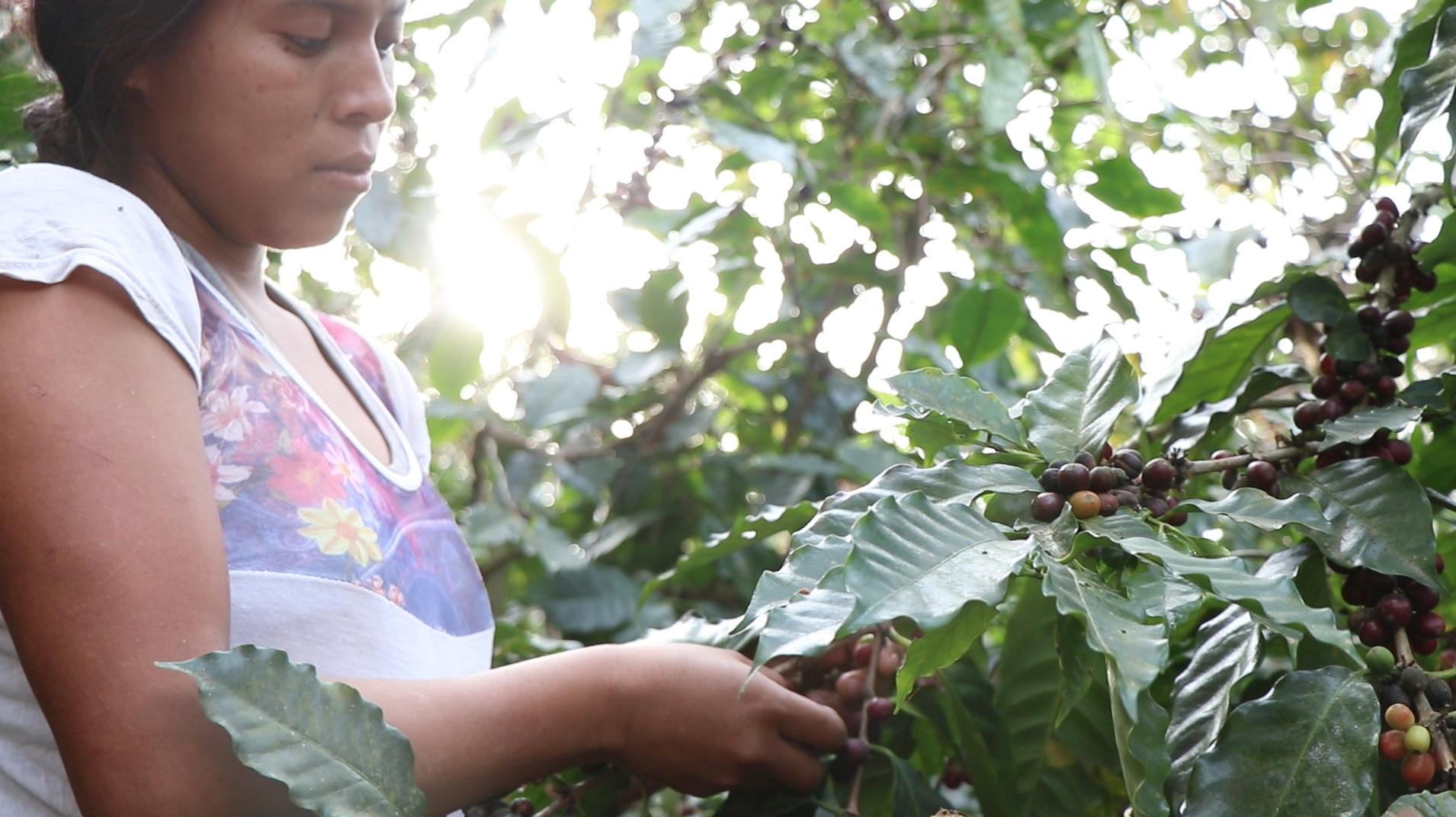 finca-santa-f_50873043773_o.png