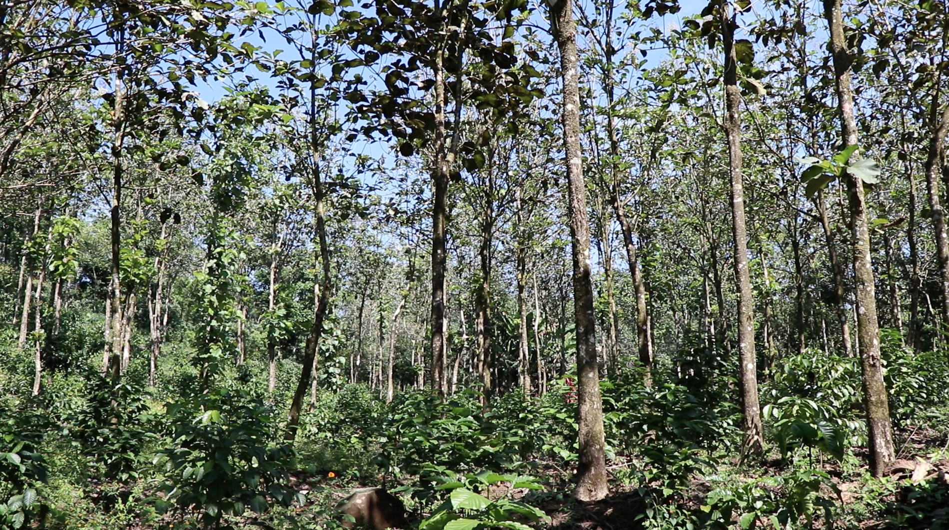 finca-santa-f_50873044443_o.png