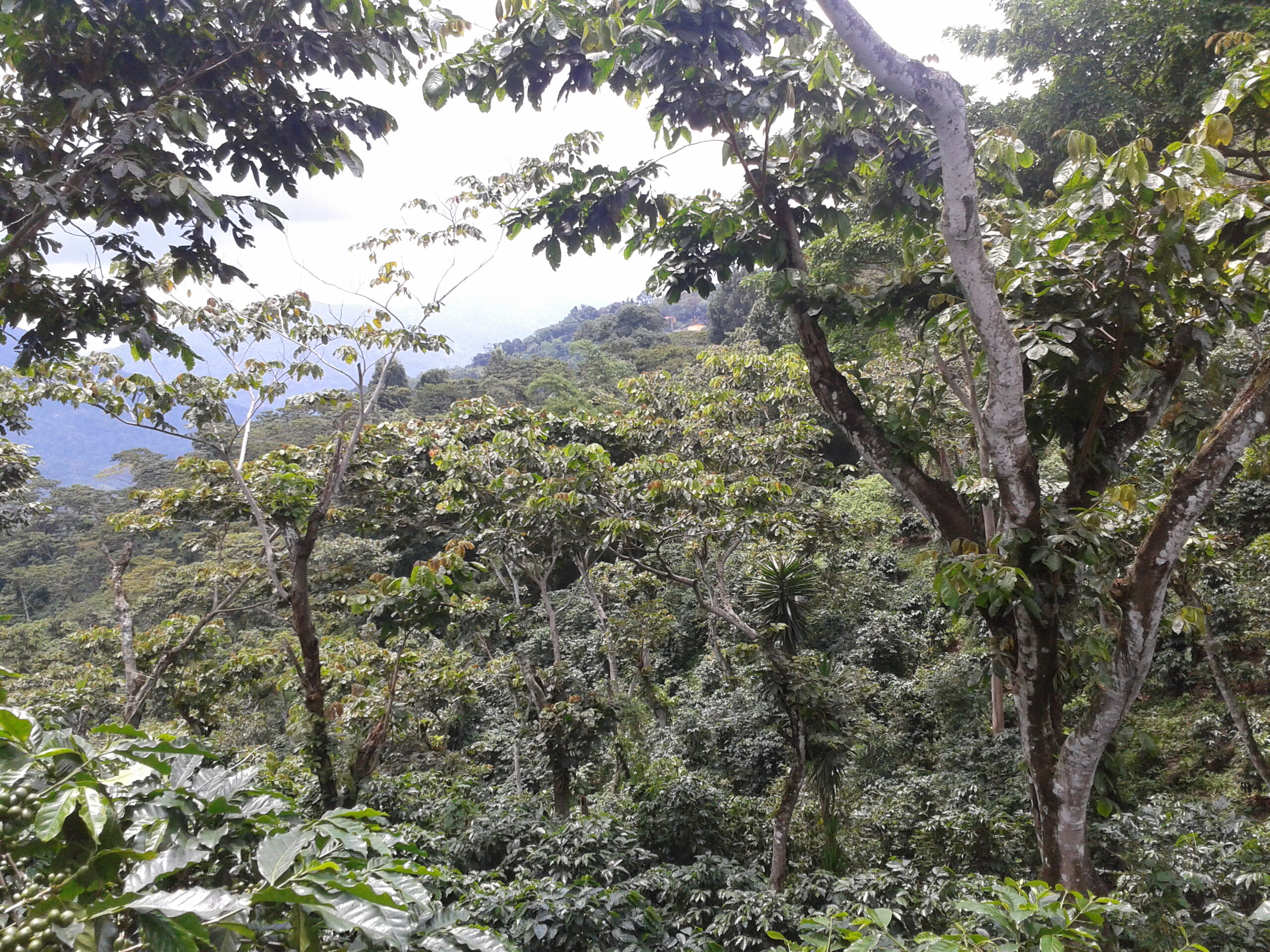 finca-santa-f_50873044553_o.jpg