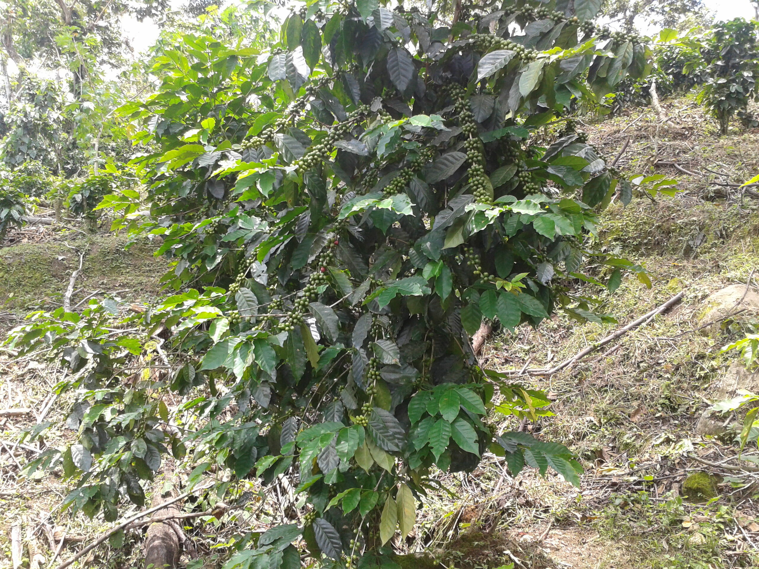 finca-santa-f_50873044618_o.jpg