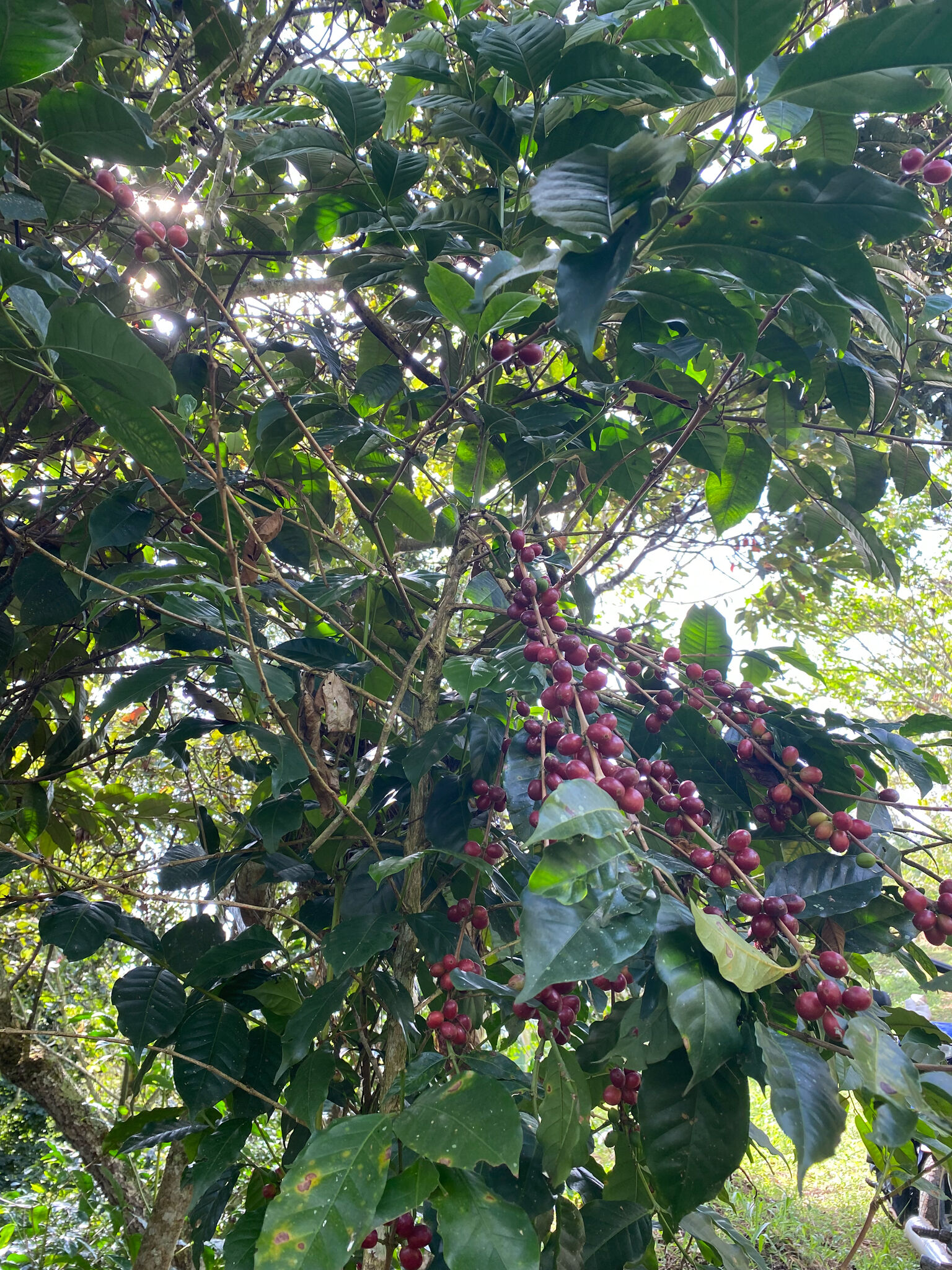 Santa Maria - Women Coffee