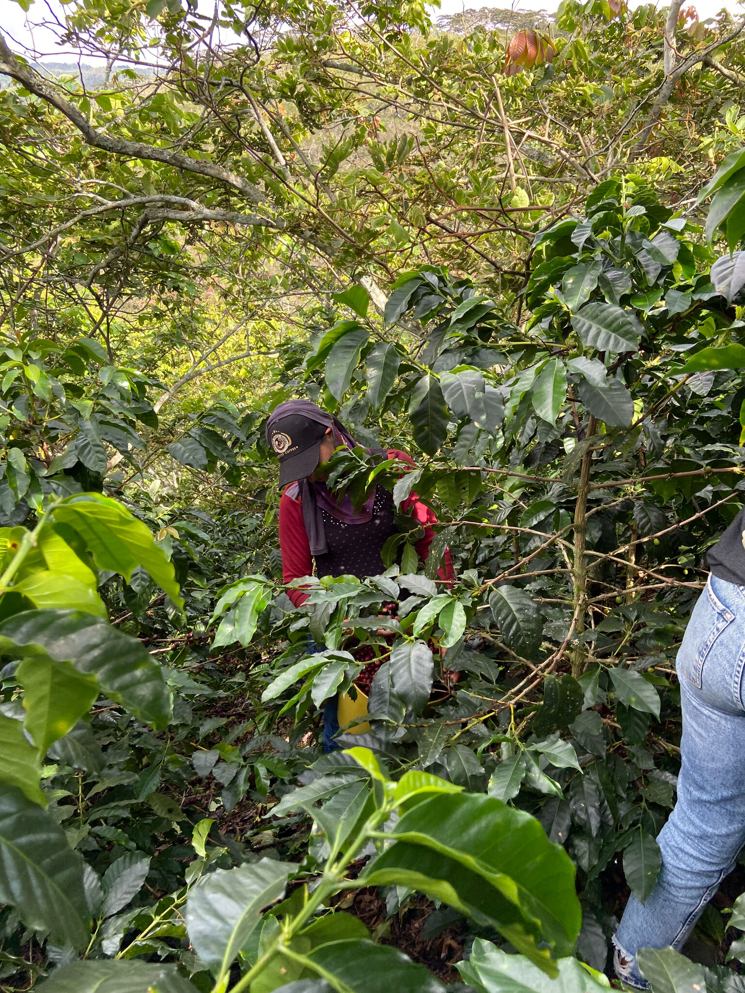 Santa Maria - Women Coffee