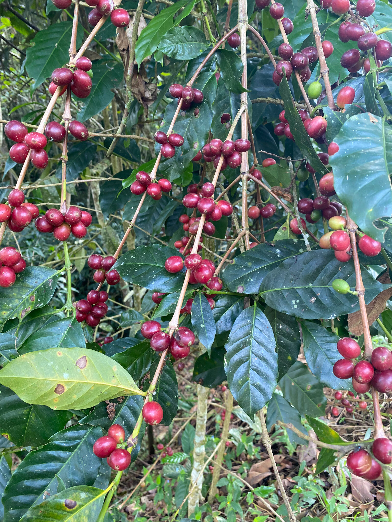 Santa Maria - Women Coffee