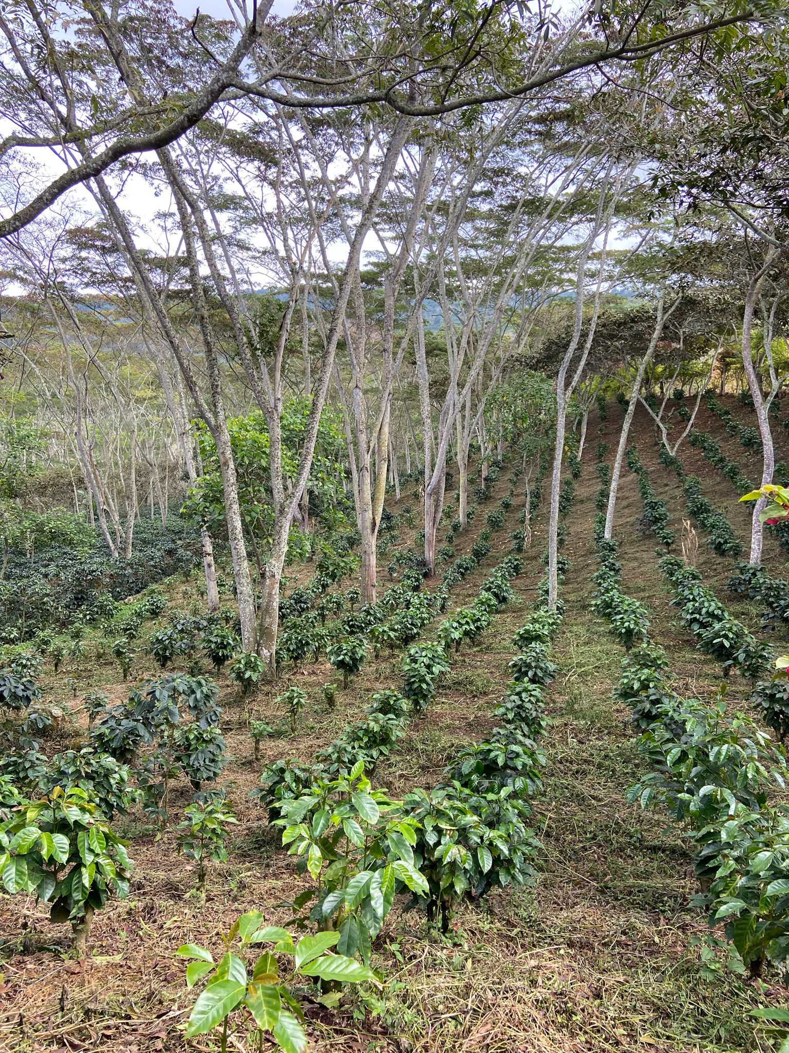 Santa Maria - Women Coffee