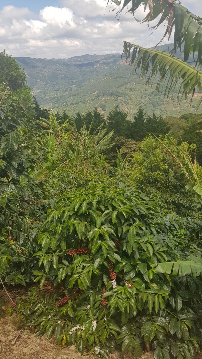 Santa Teresa