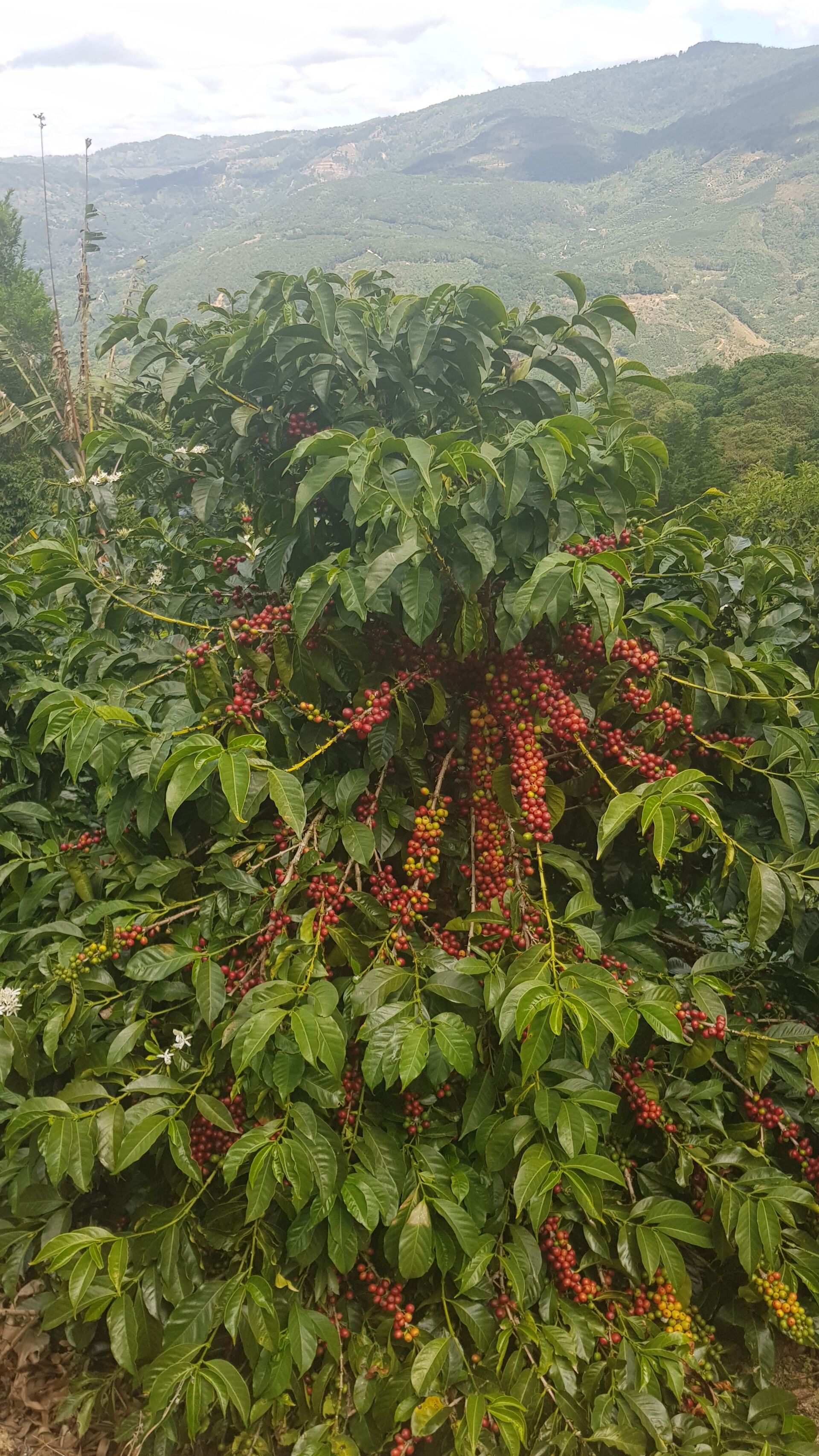 Santa Teresa