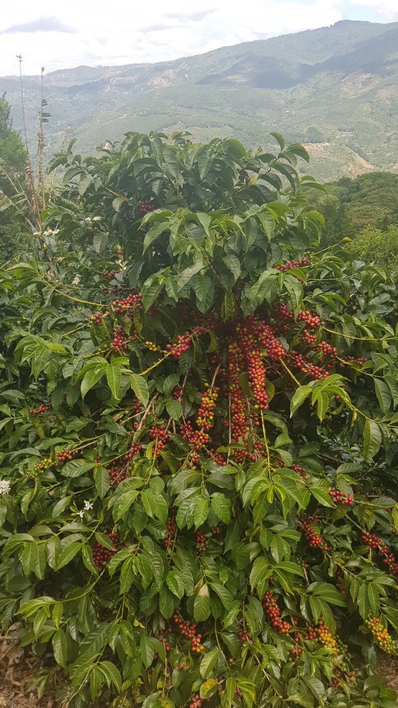 Santa Teresa